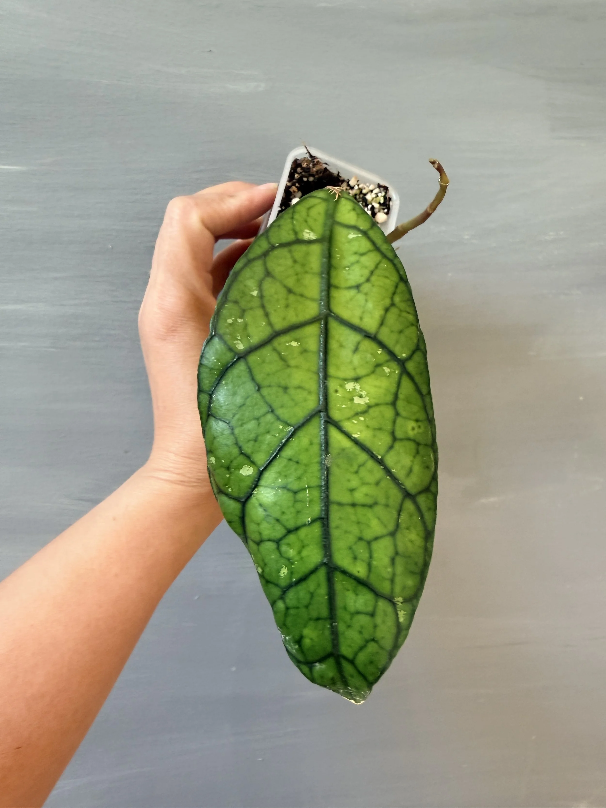 Hoya clemensiorum Borneo PSP-529