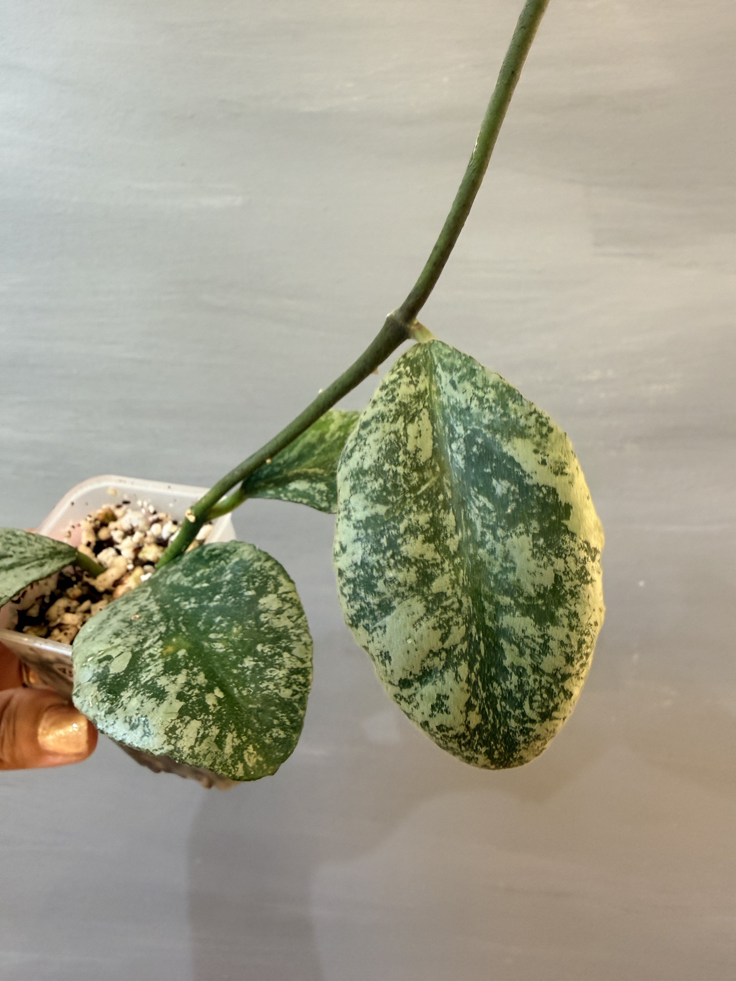 Hoya waymaniae 'Cloudy Sky' PSP-498