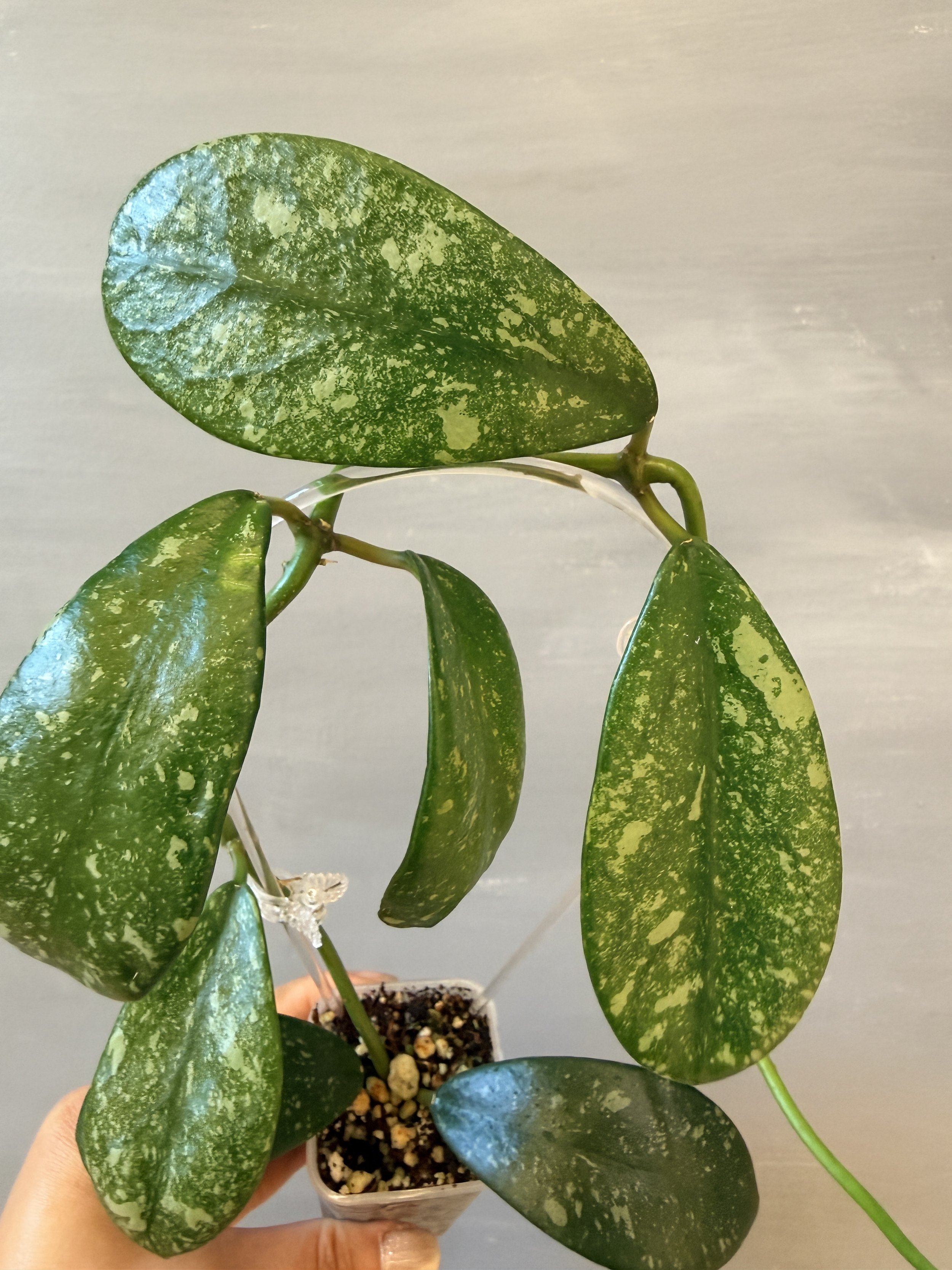 Hoya sp. North Sumatra PSP-295