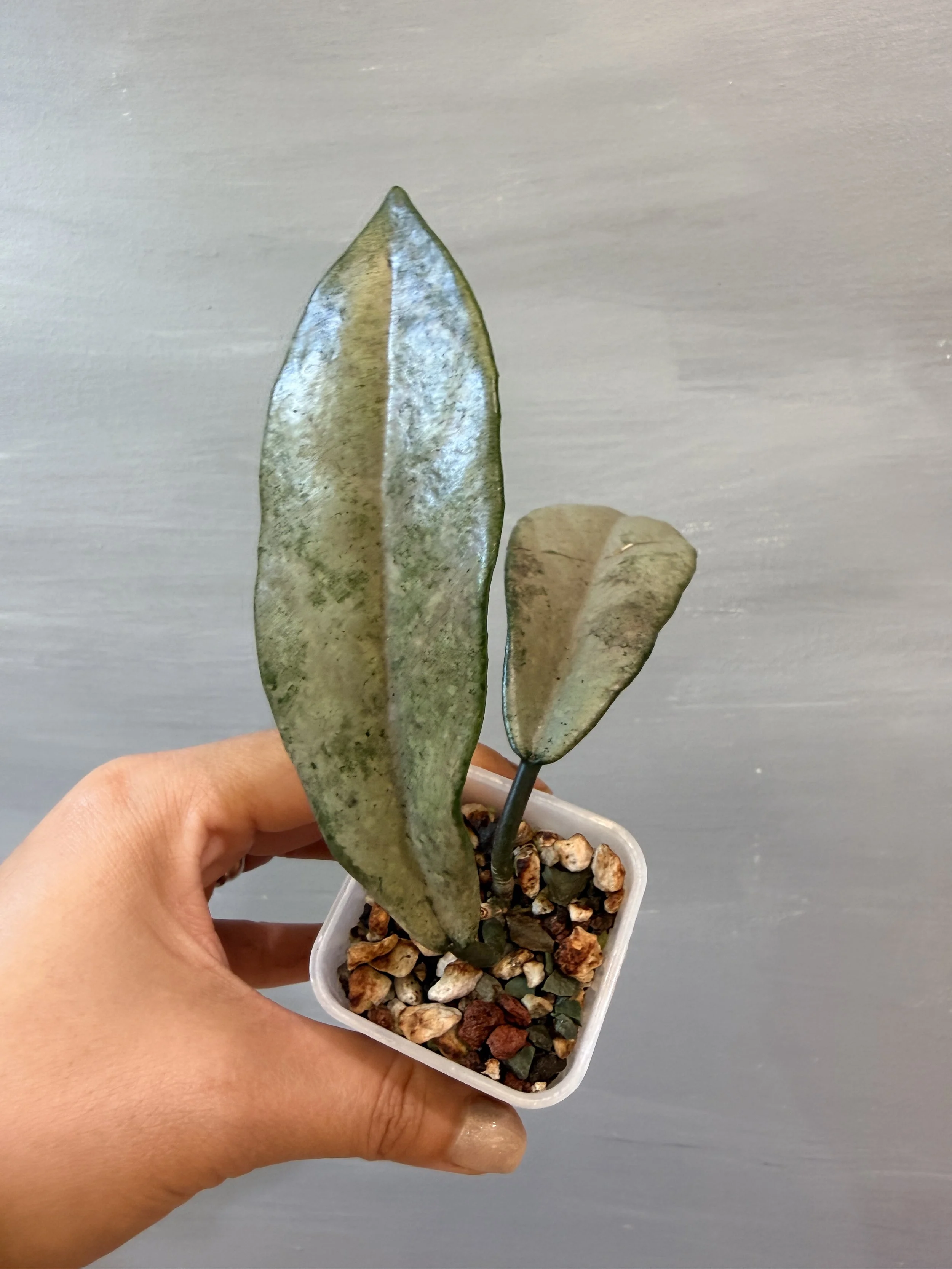 Hoya carnosa ‘Wilbur Graves Silver’ PSP-559