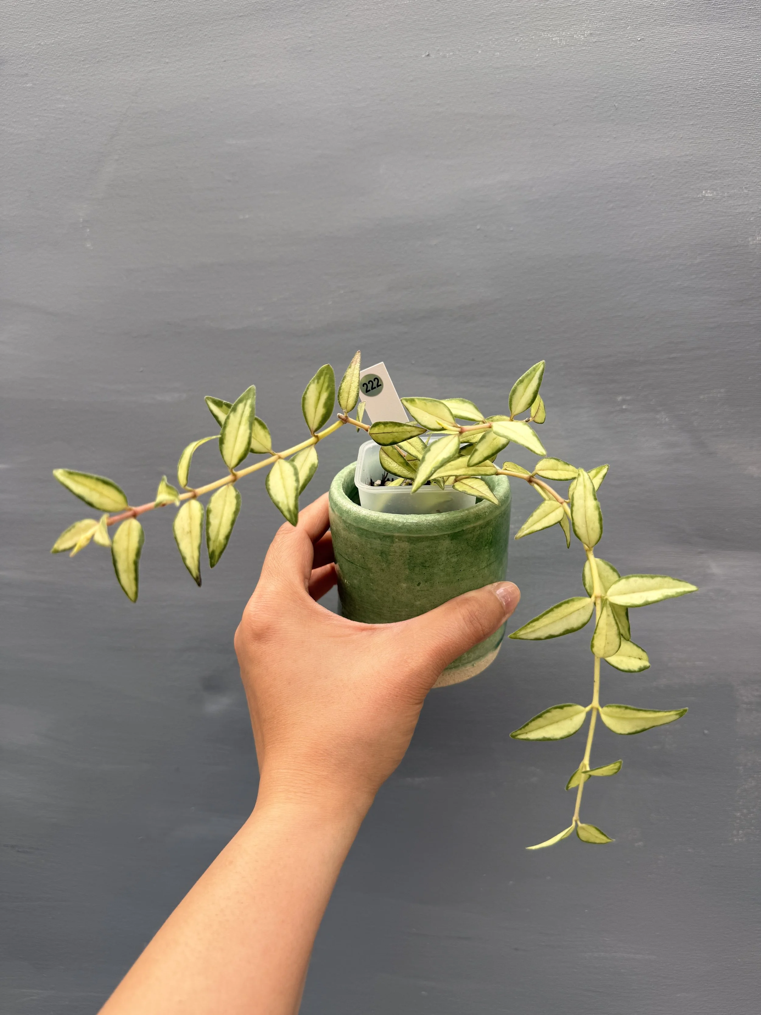 Hoya bella ‘Lida Buis’ PSP-222