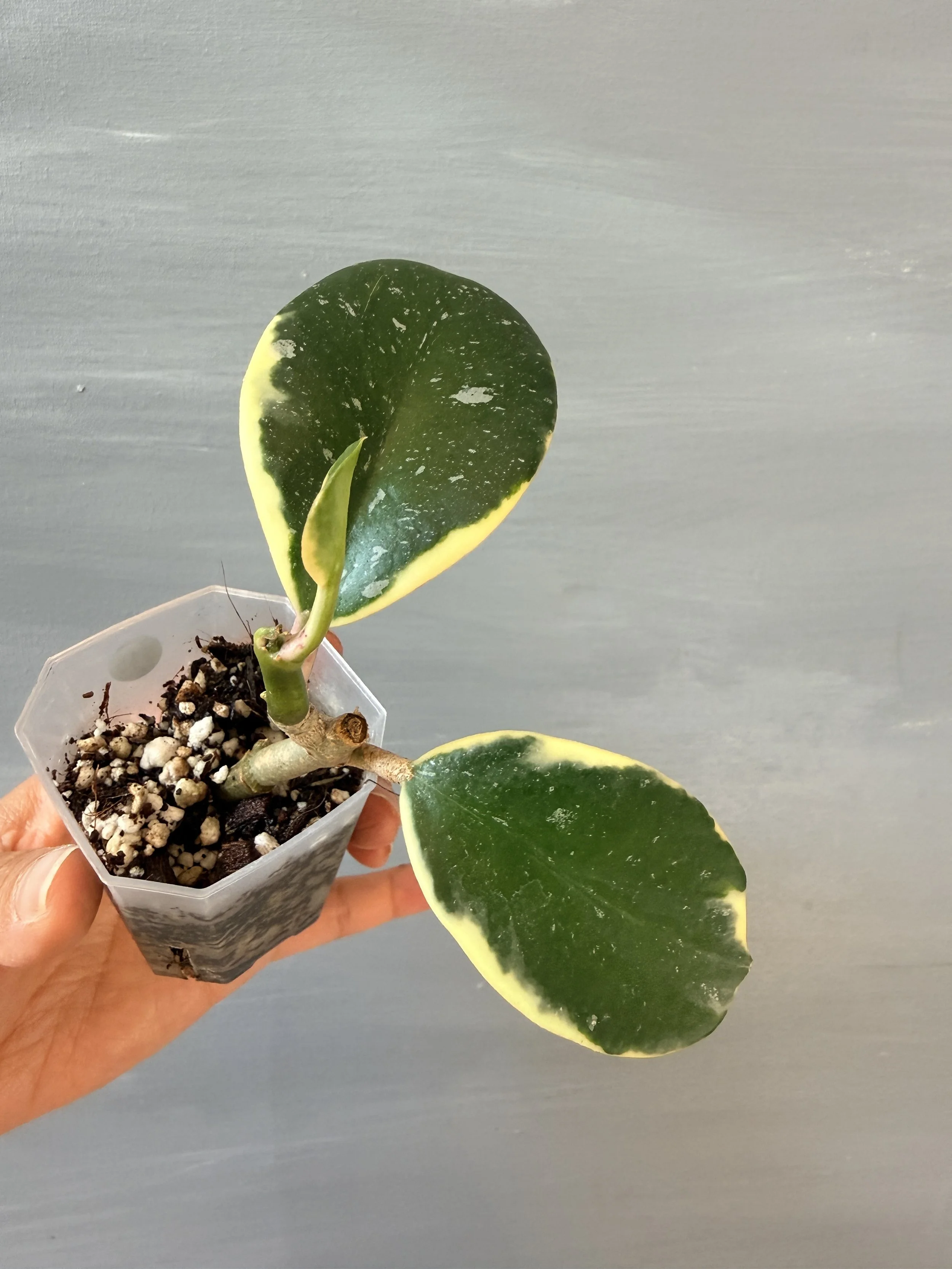 Hoya Easo Daklak Albo PSP-515