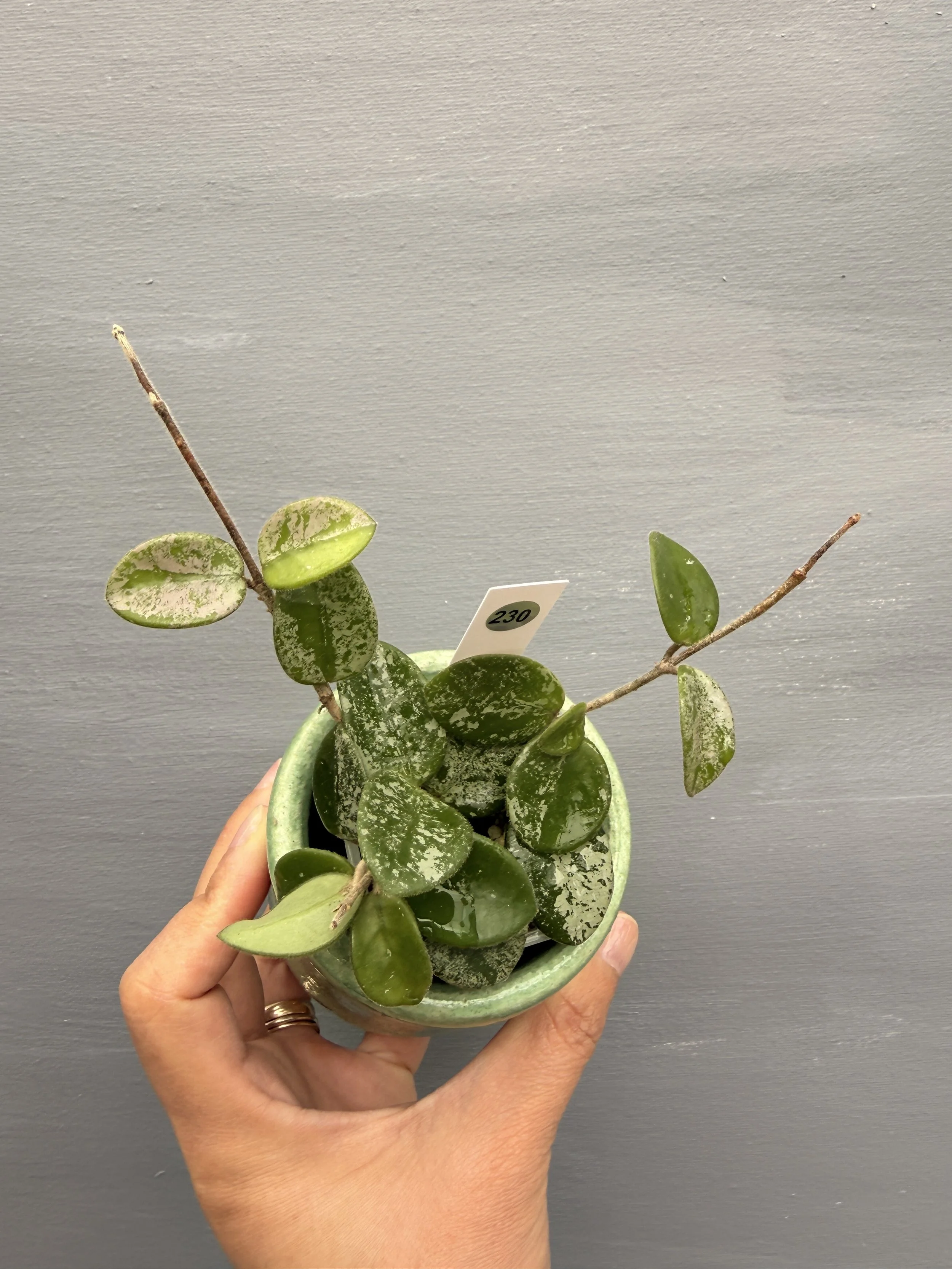 Hoya mathilde ‘Splash’  PSP-230