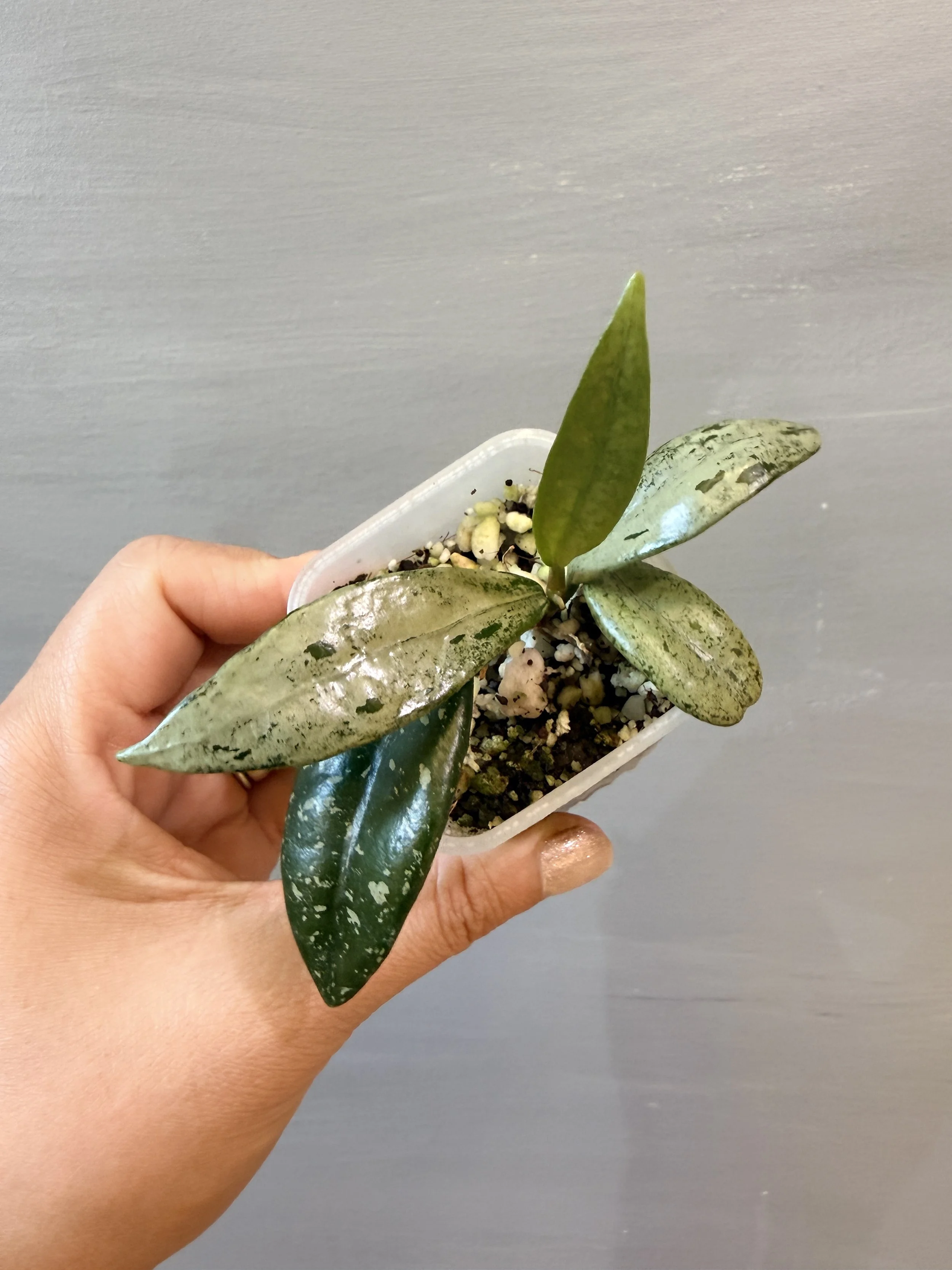 Hoya Wilbur Graves China PSP-565