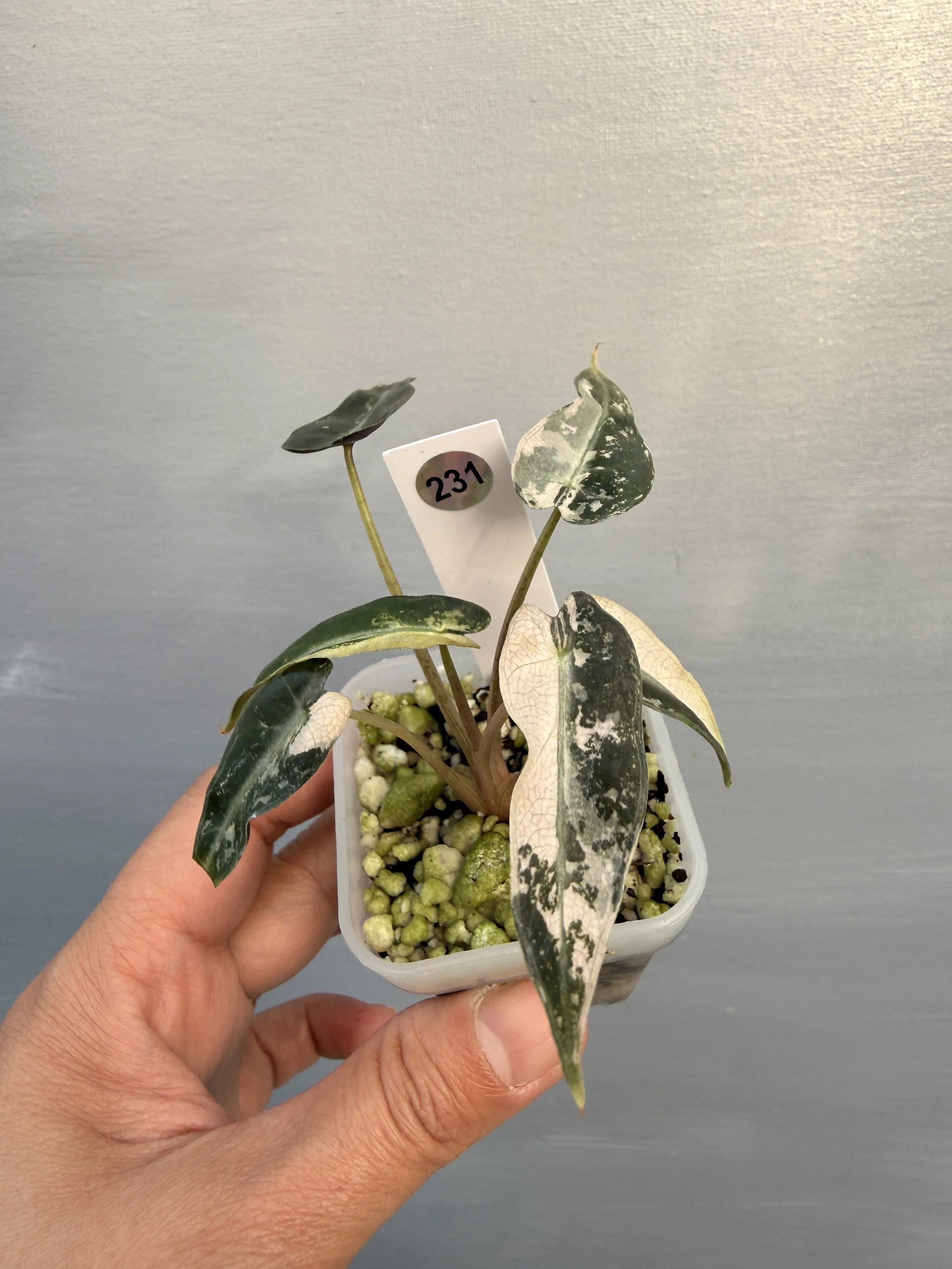 Alocasia ‘Bambino Variegated PSP-231