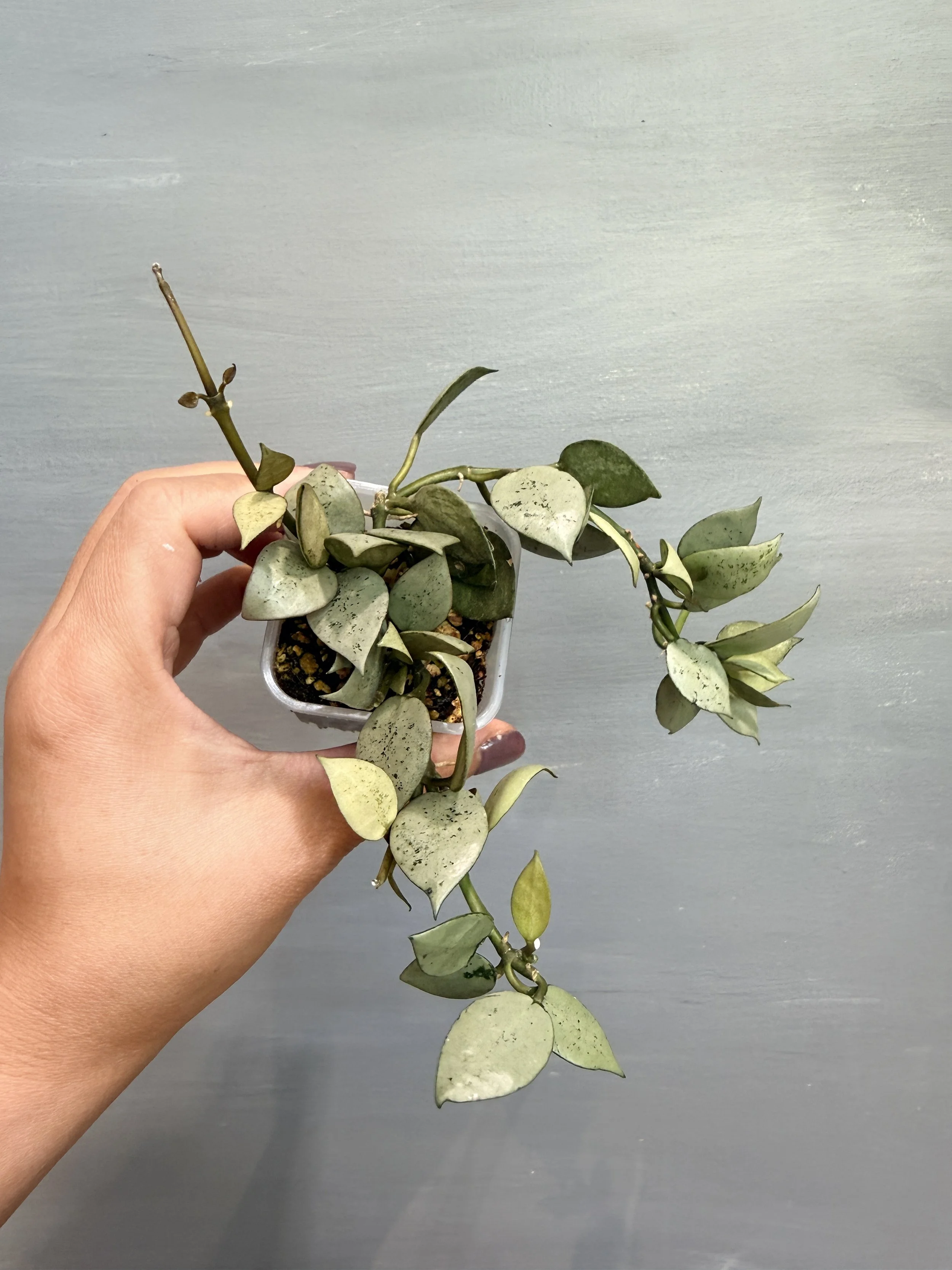 Hoya lacunosa ‘Mint Coin’ PSP-159