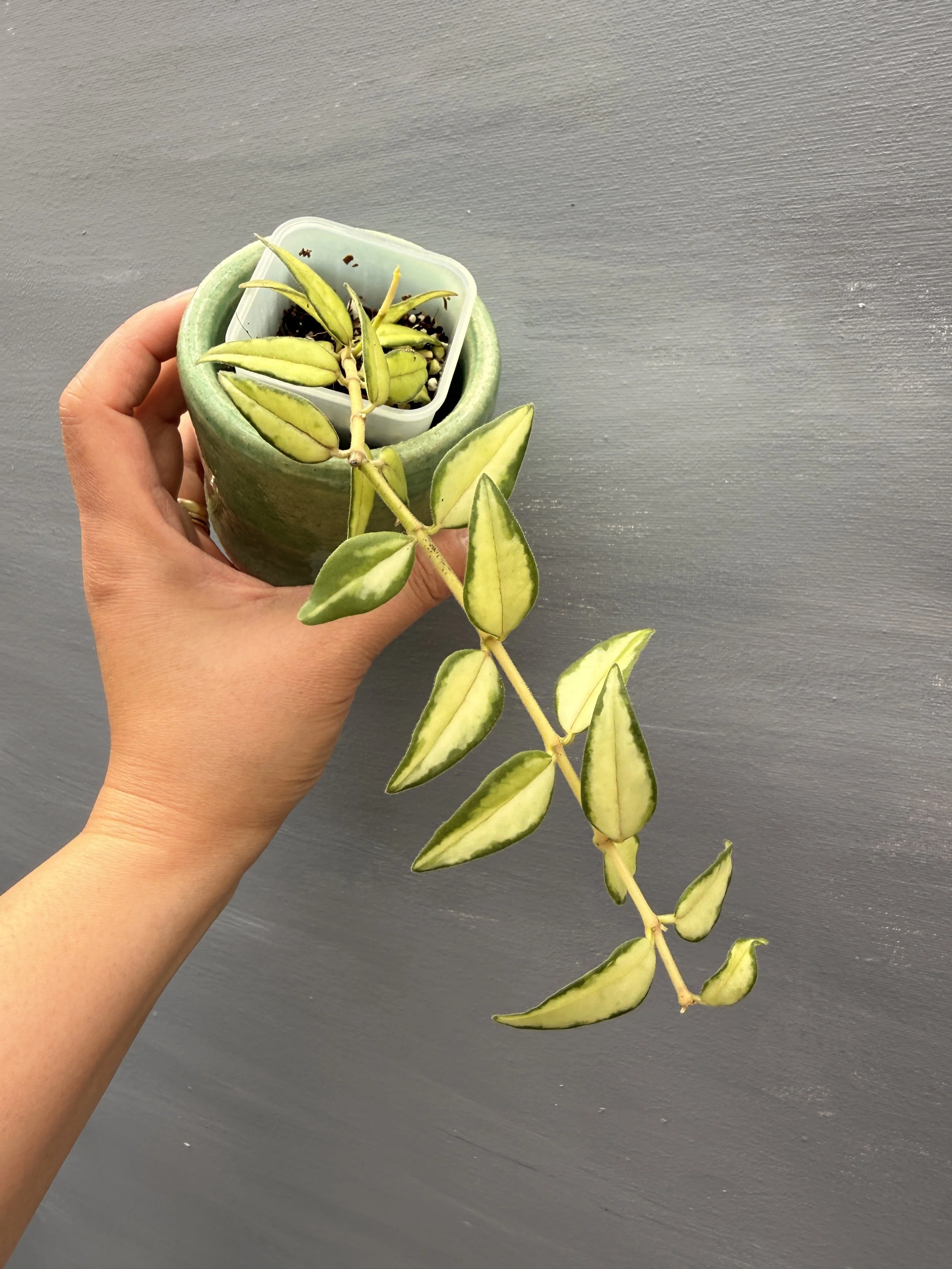 Hoya bella ‘Lida Buis’ PSP-219