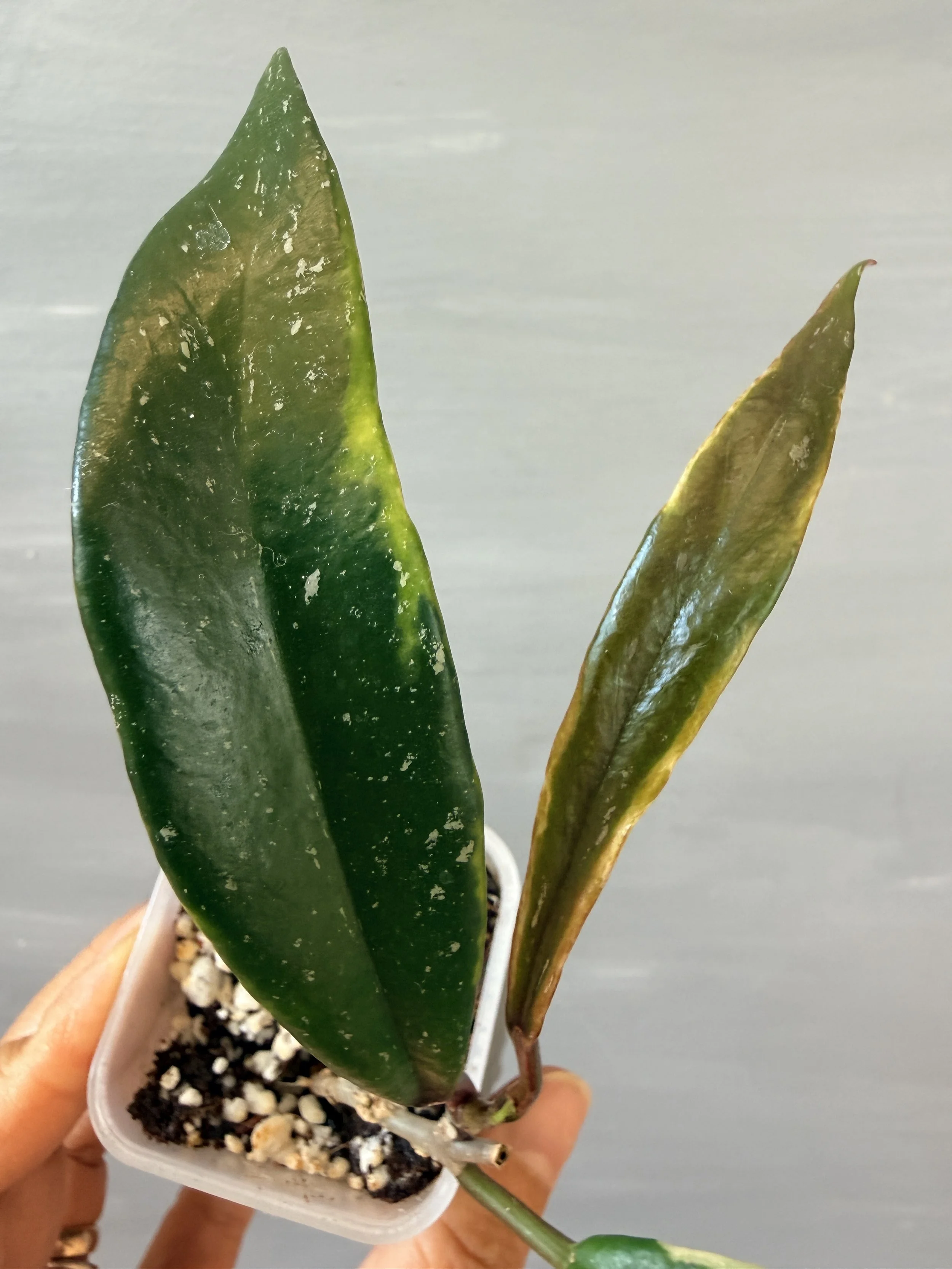 Hoya pubicalyx ‘Royal Hawaiian Purple’ Albo Splash PSP-519
