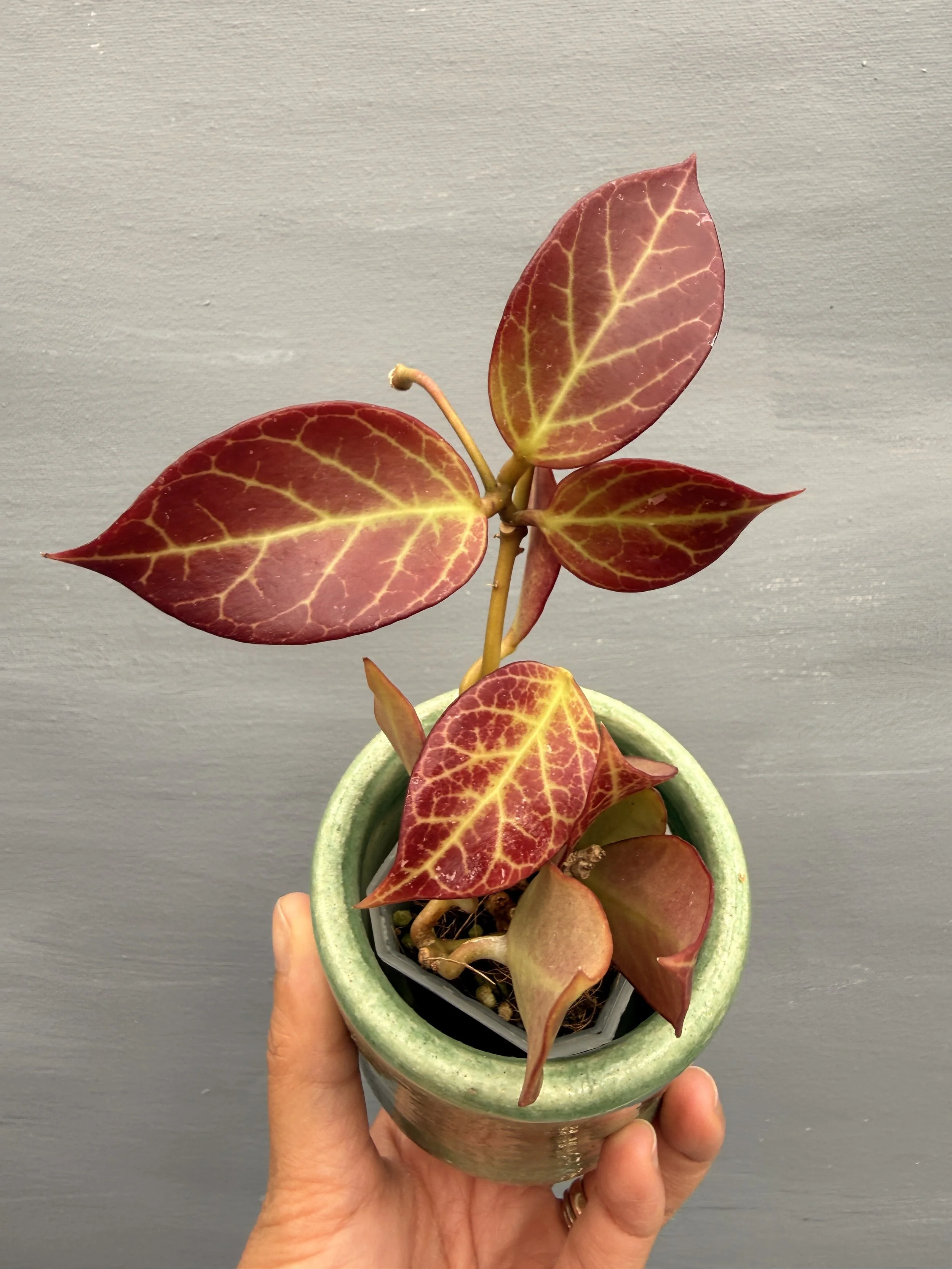 Hoya 'Sunrise' PSP-202