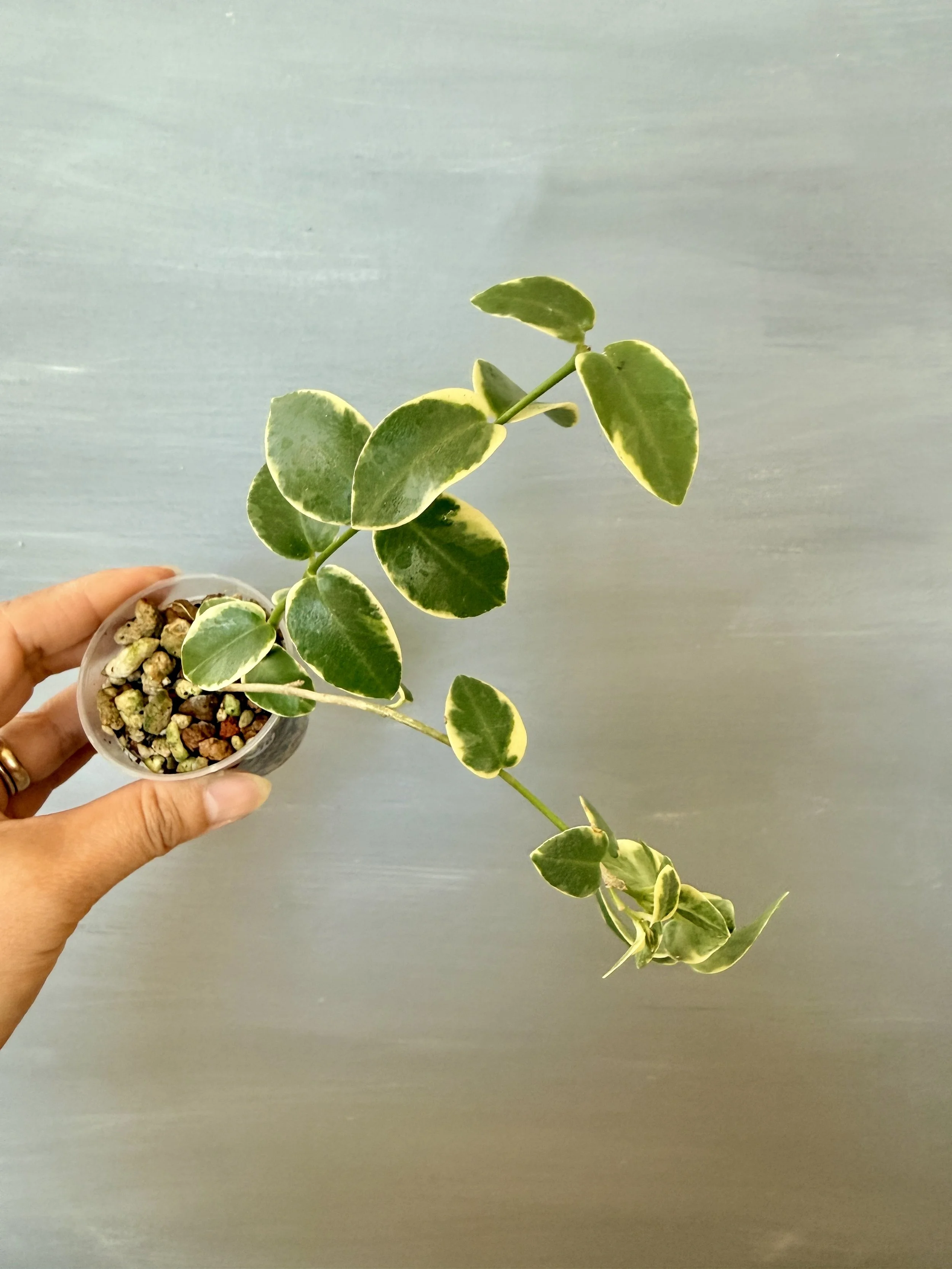 Hoya cummingiana Albo PSP-316