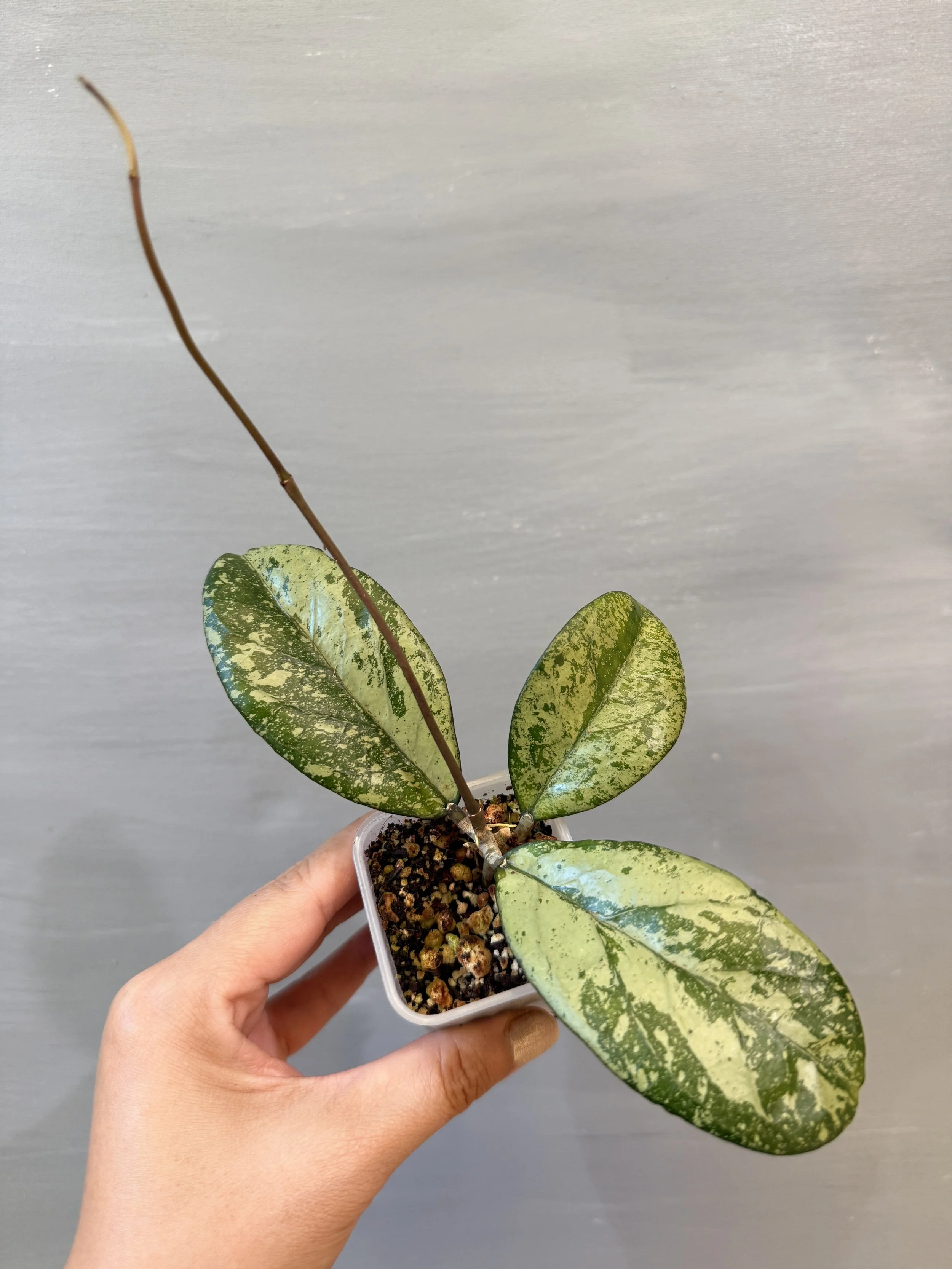Hoya Meena Silver PSP-544