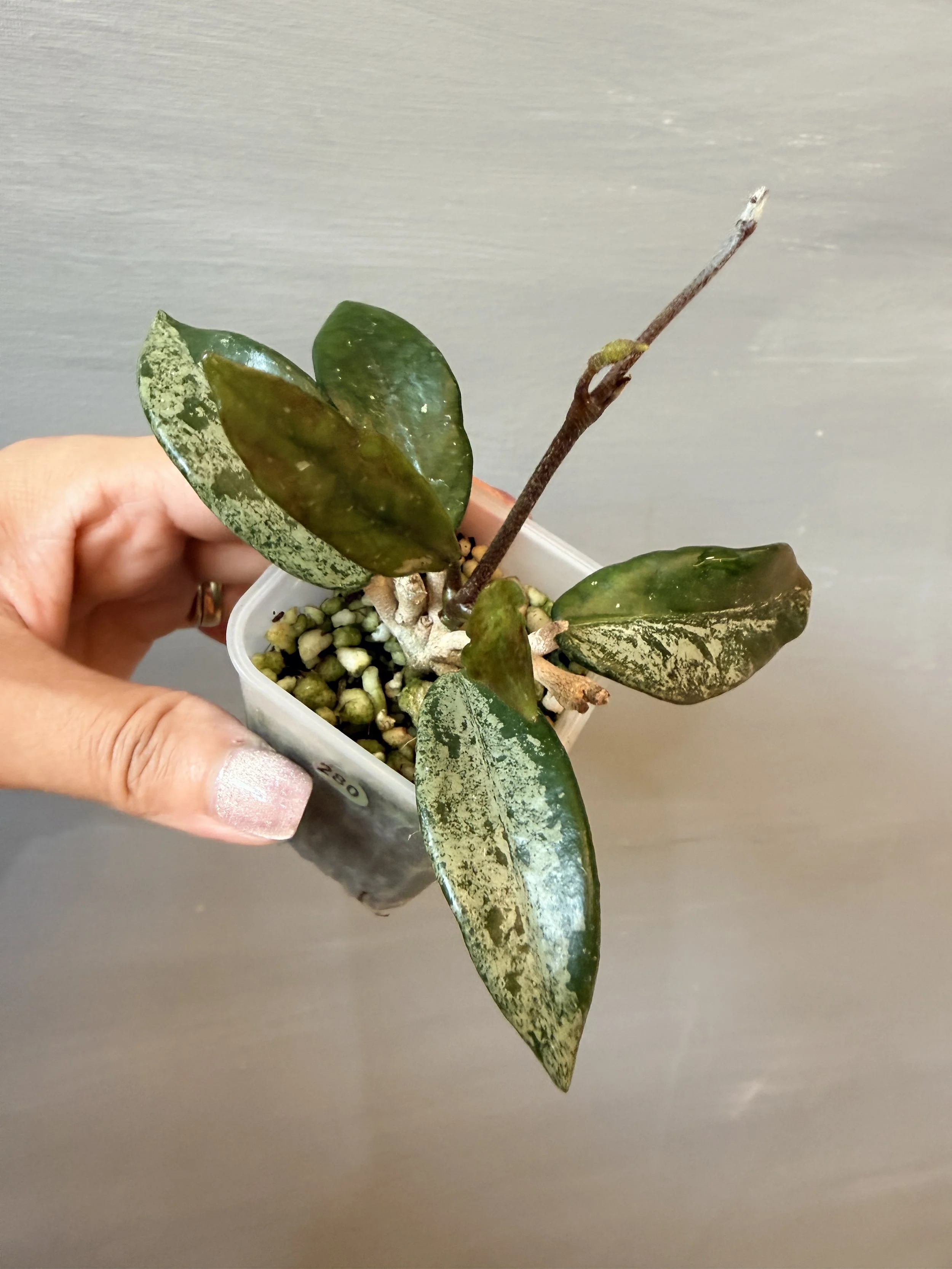 Hoya ‘Wilbur Graves China’ PSP-280
