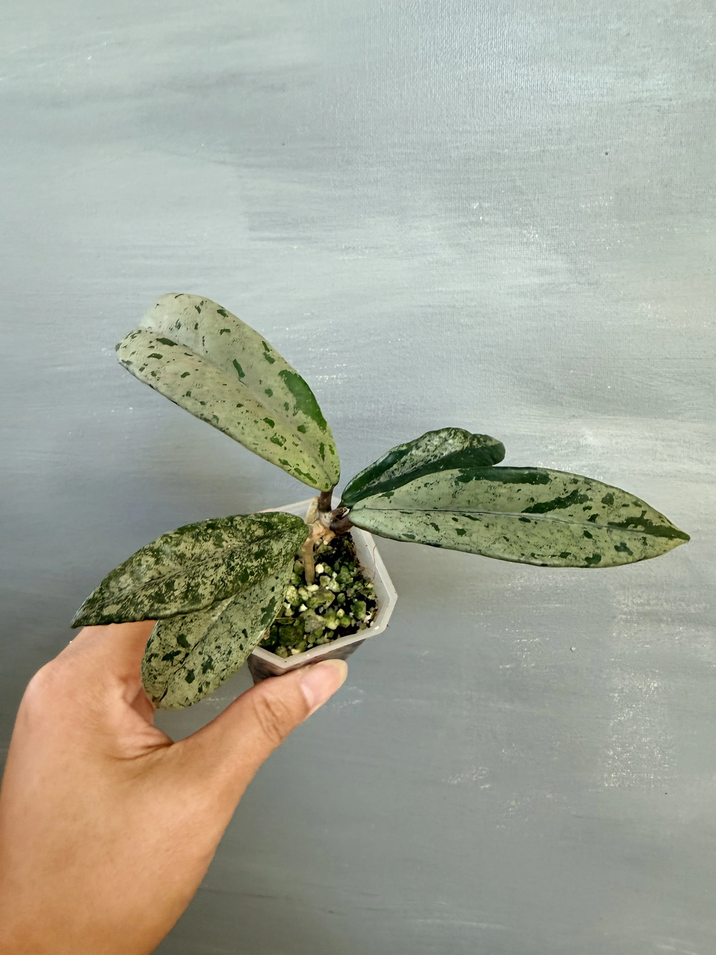 Hoya Wilbur Graves China PSP-354