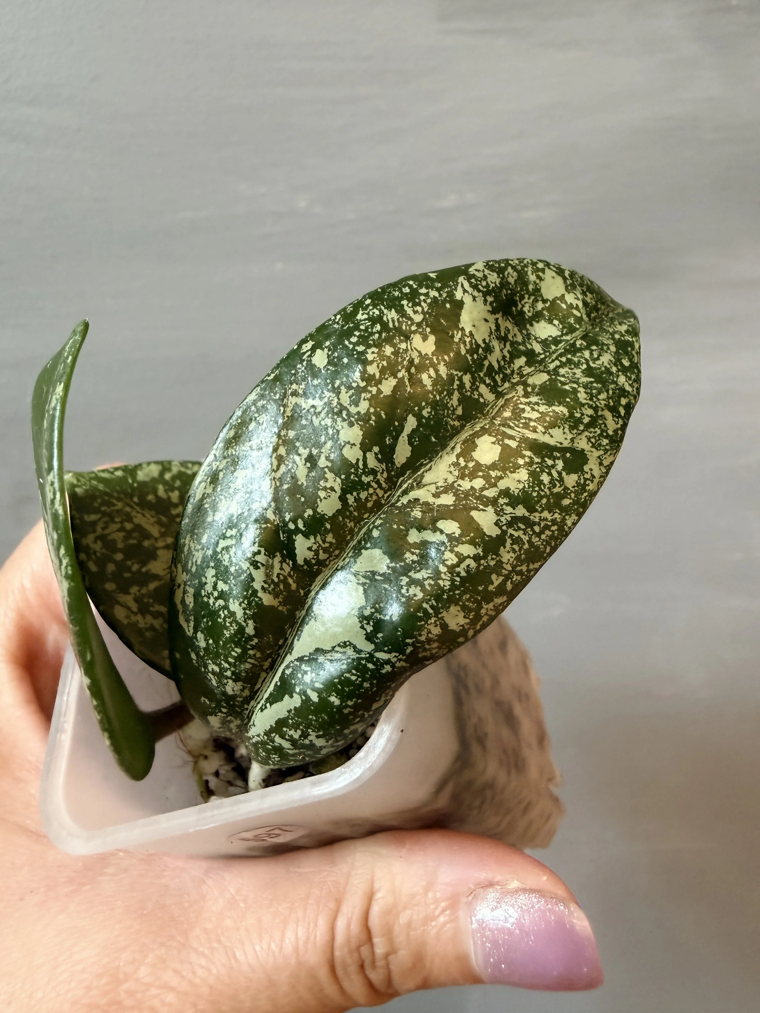 Hoya carnosa ‘Freckles Splash’ PSP-597