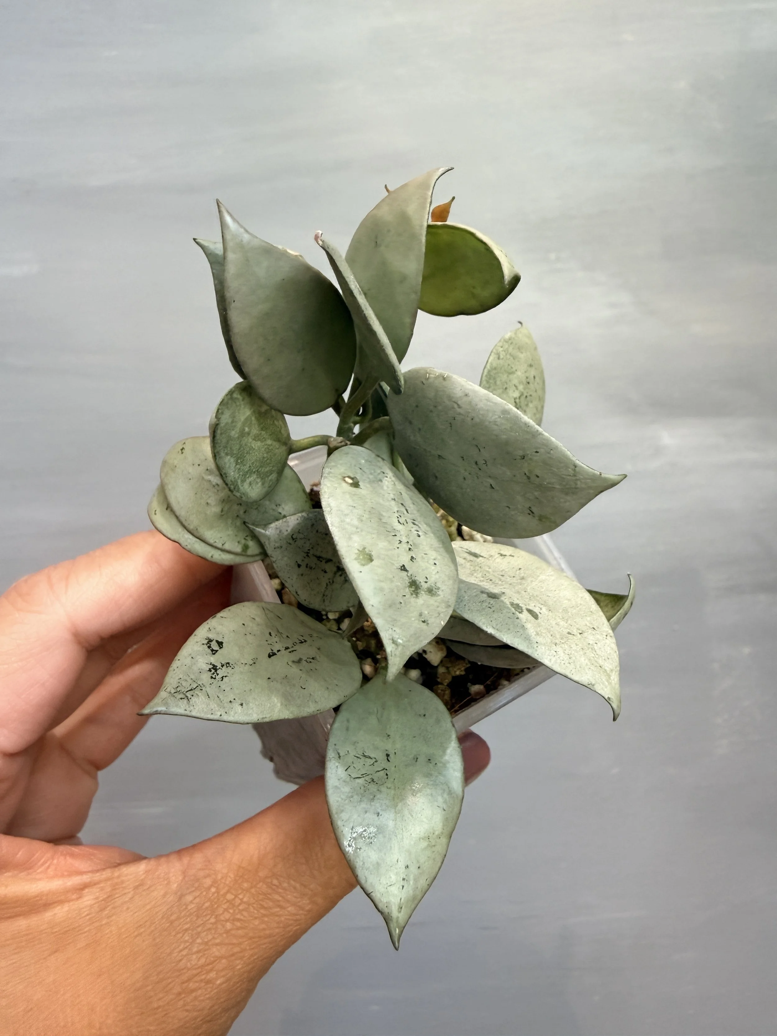 Hoya lacunosa ‘Mint Coin’ PSP-149