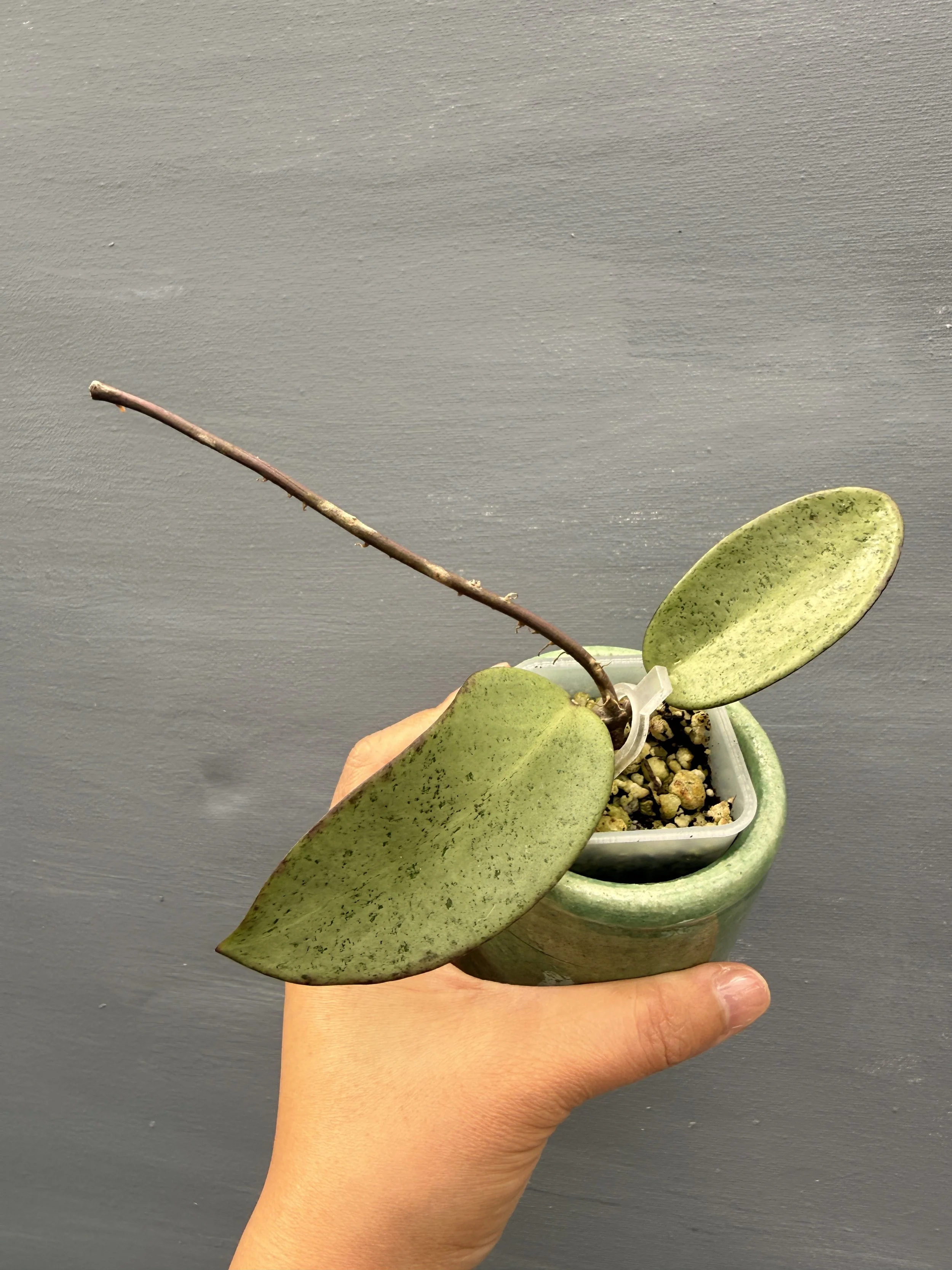 Hoya ‘Silver Dollar’ PSP-216