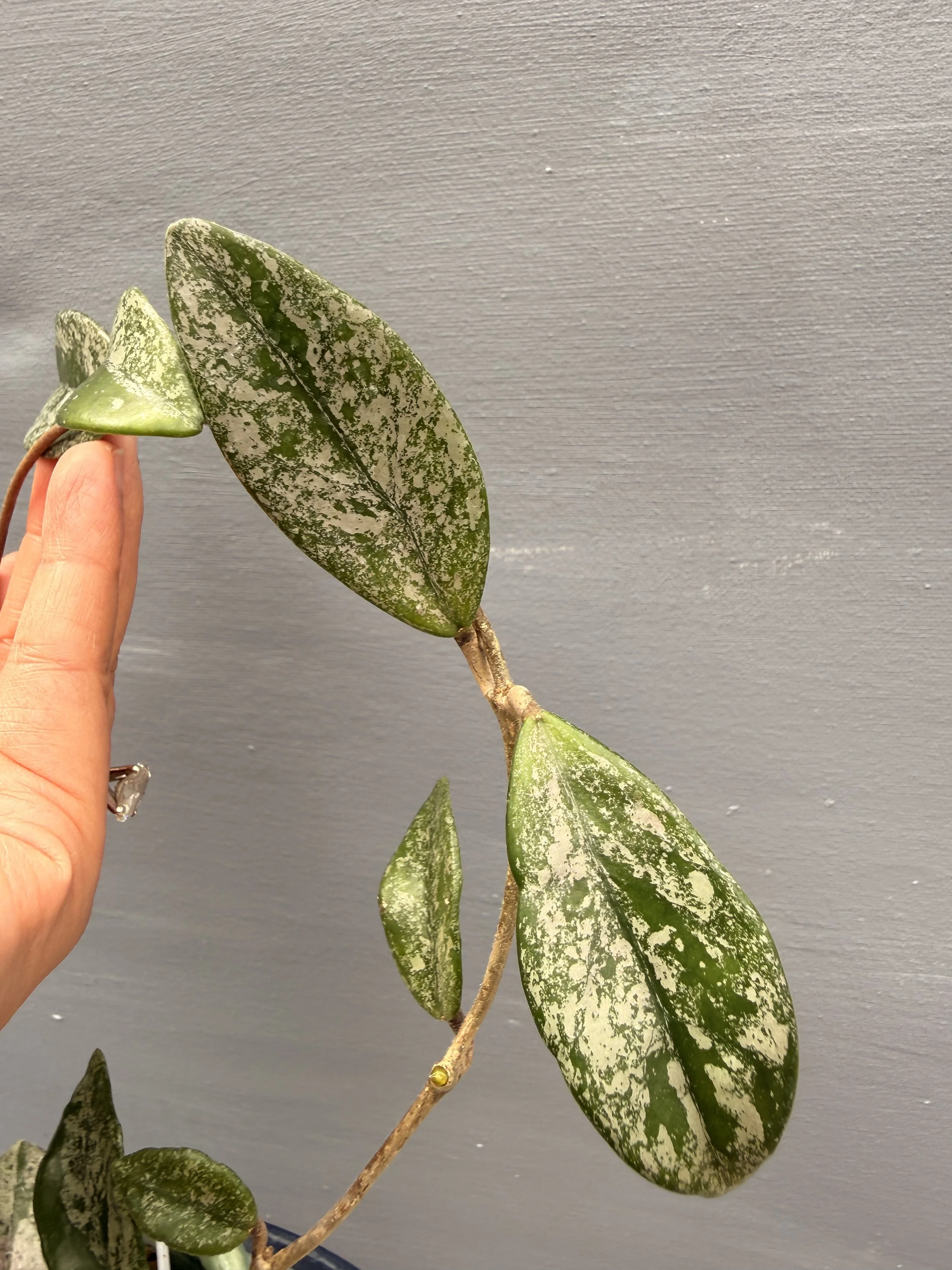 Hoya ‘Wilbur Graves China’  PSP-225