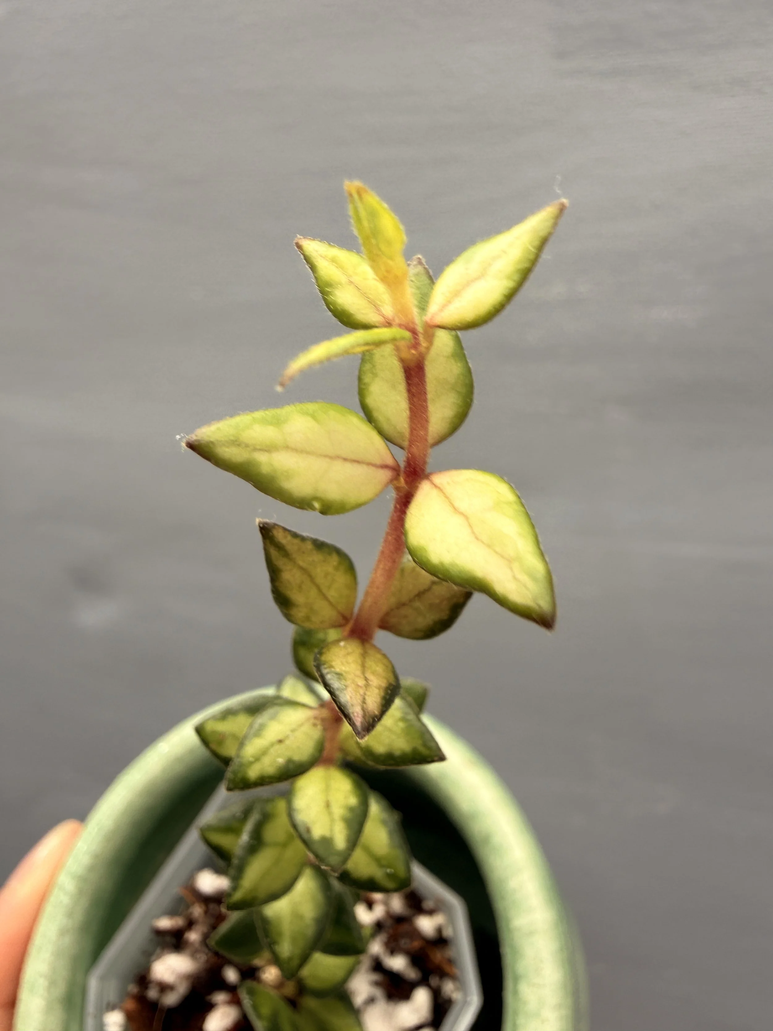 Hoya chinghungensis ‘Inner Variegated’ PSP-217