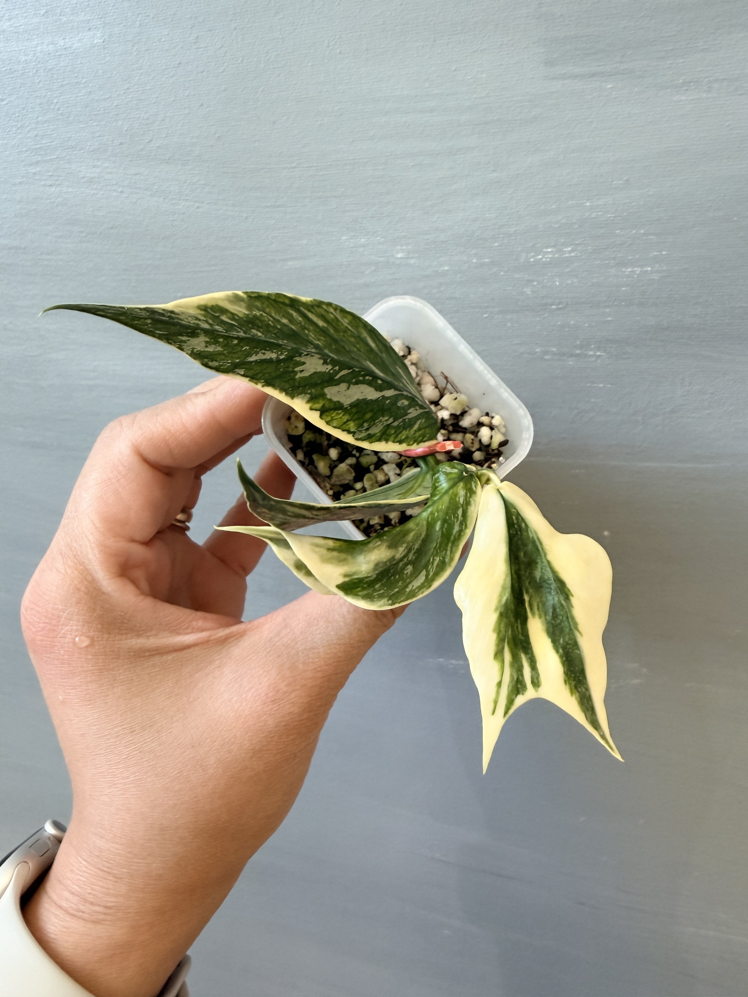 Hoya polyneura ‘Jasminka’ PSP-423