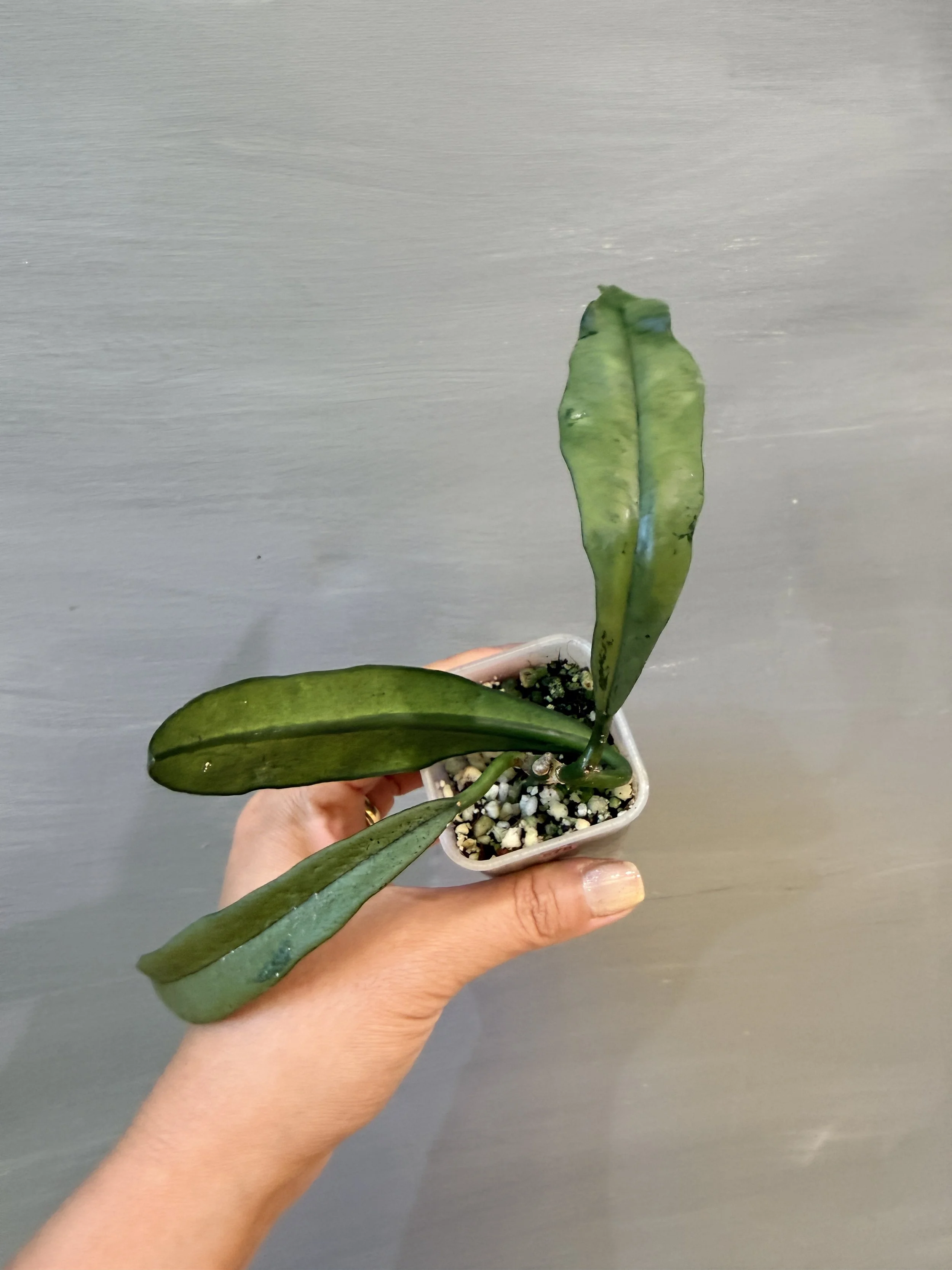 Hoya griffithii Silver Clone 2 PSP-578