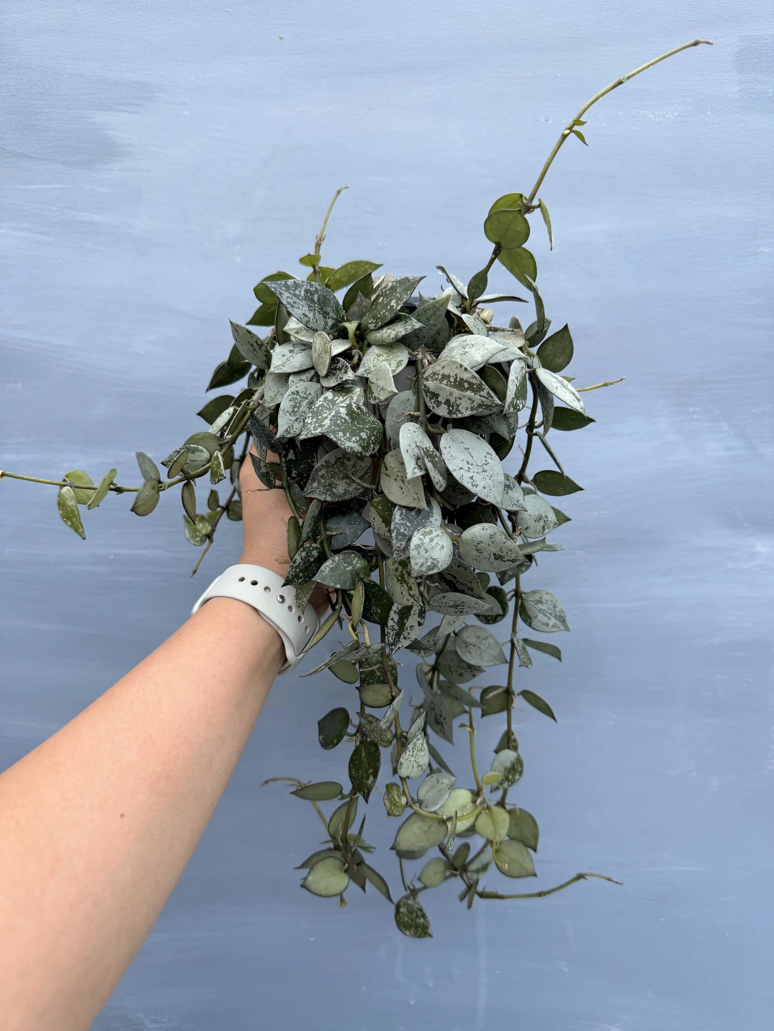 Hoya khroniana ‘Super Silver’ PSP-131