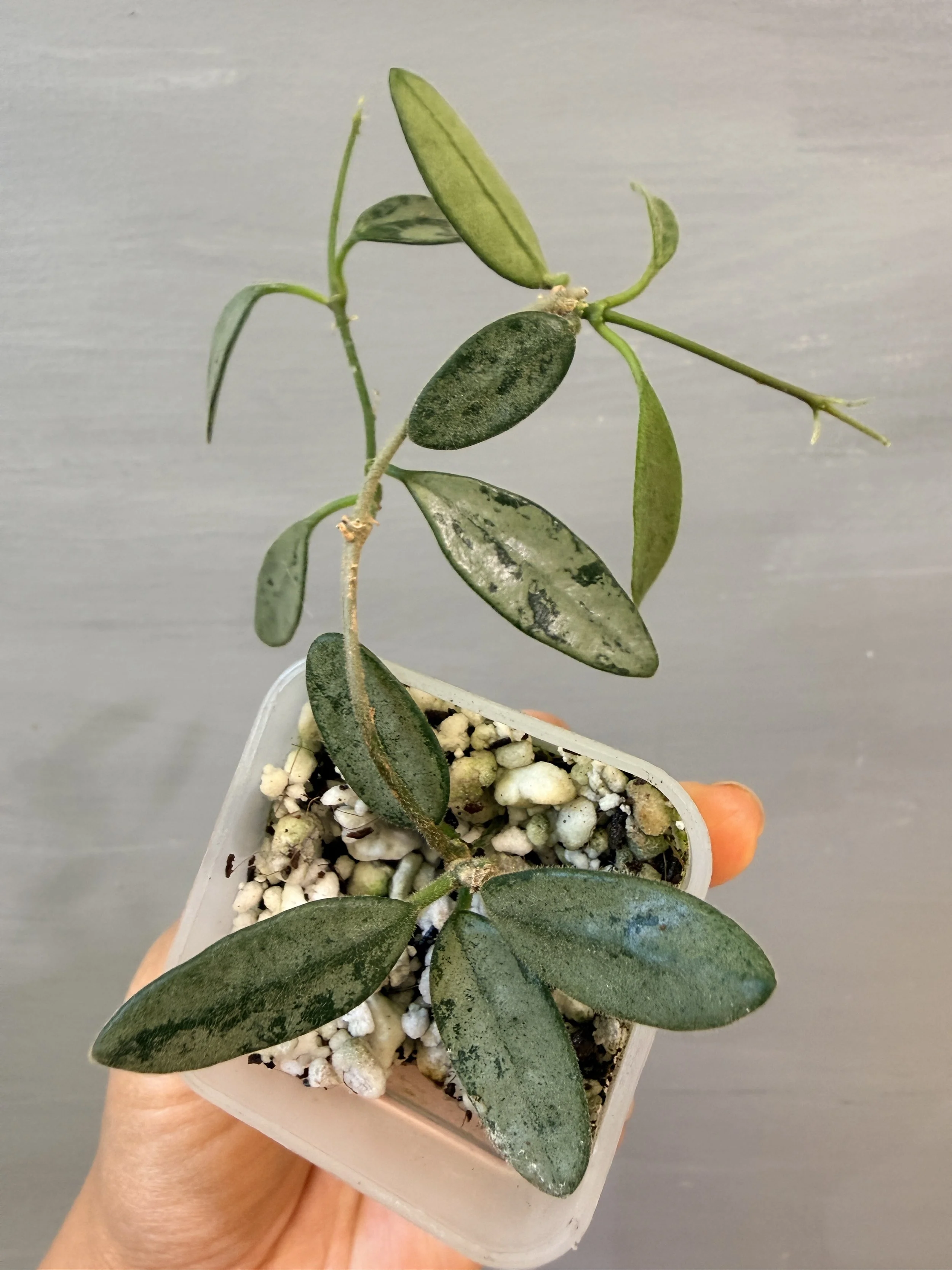 Hoya sp. China NOID Silver PSP-489