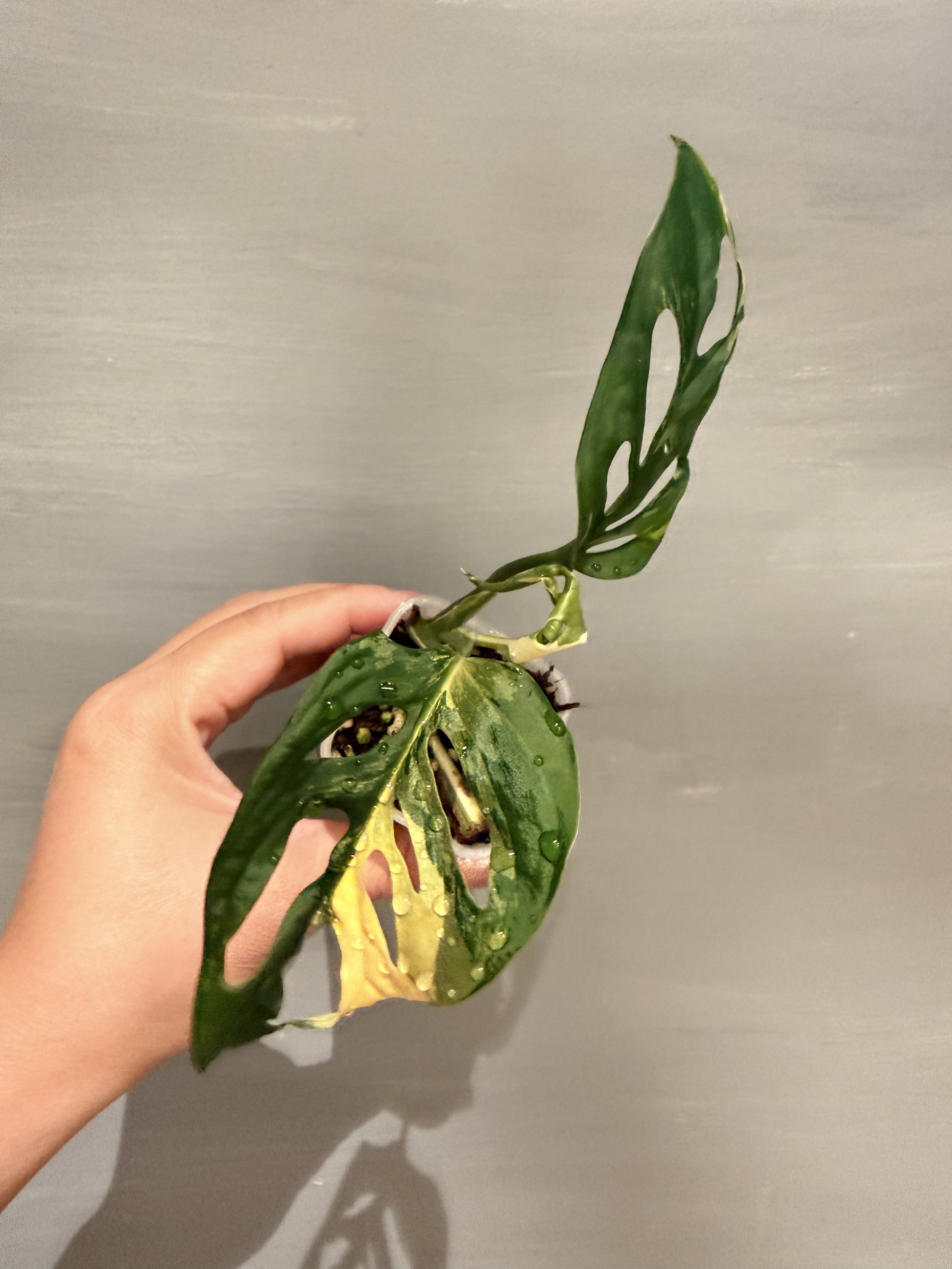 Monstera adansonii 'Japanese Tricolor' PSP-406