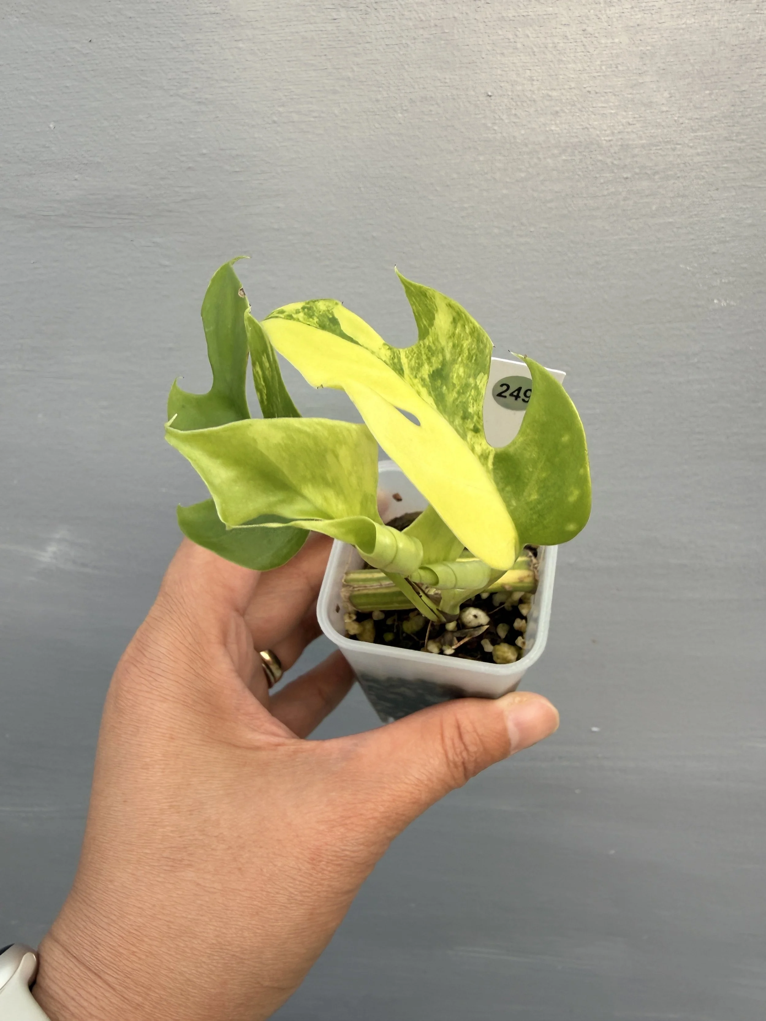 Rhaphidophora tetrasperma ‘Variegated’ PSP-249