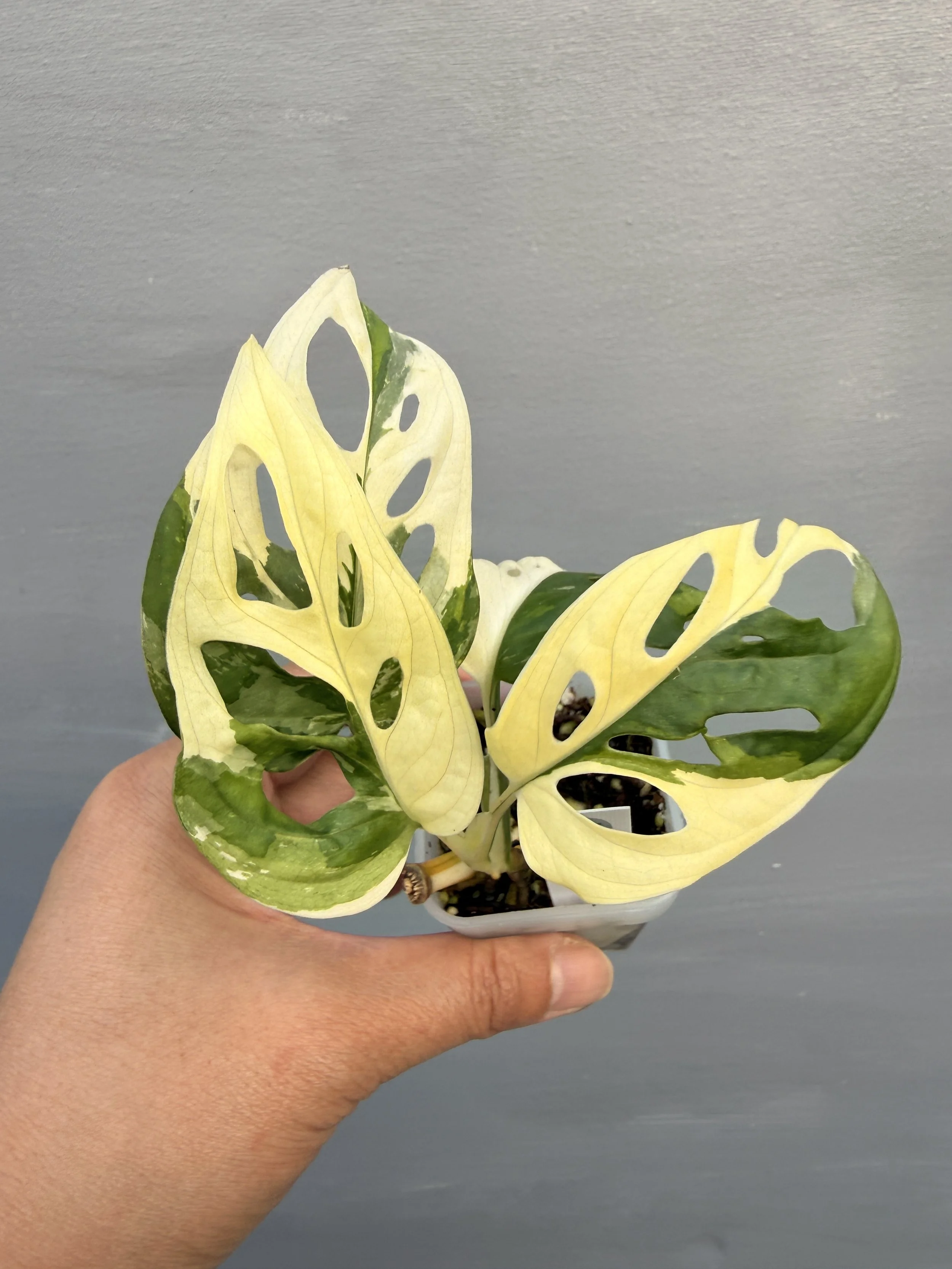 Monstera adansonii ‘Japanese Tricolor’ PSP-245