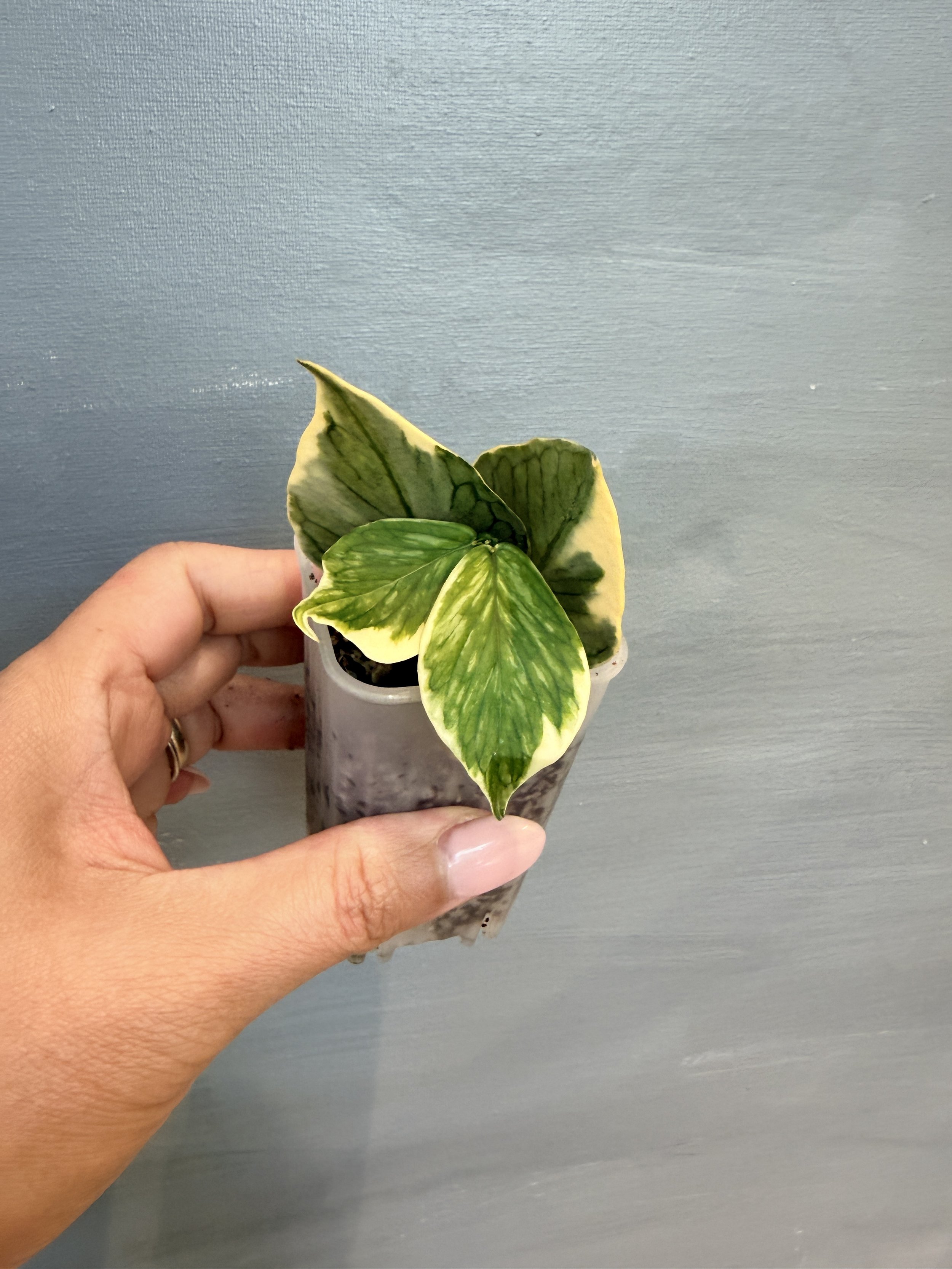 Hoya polyneura ‘Jasminka’ PSP-426
