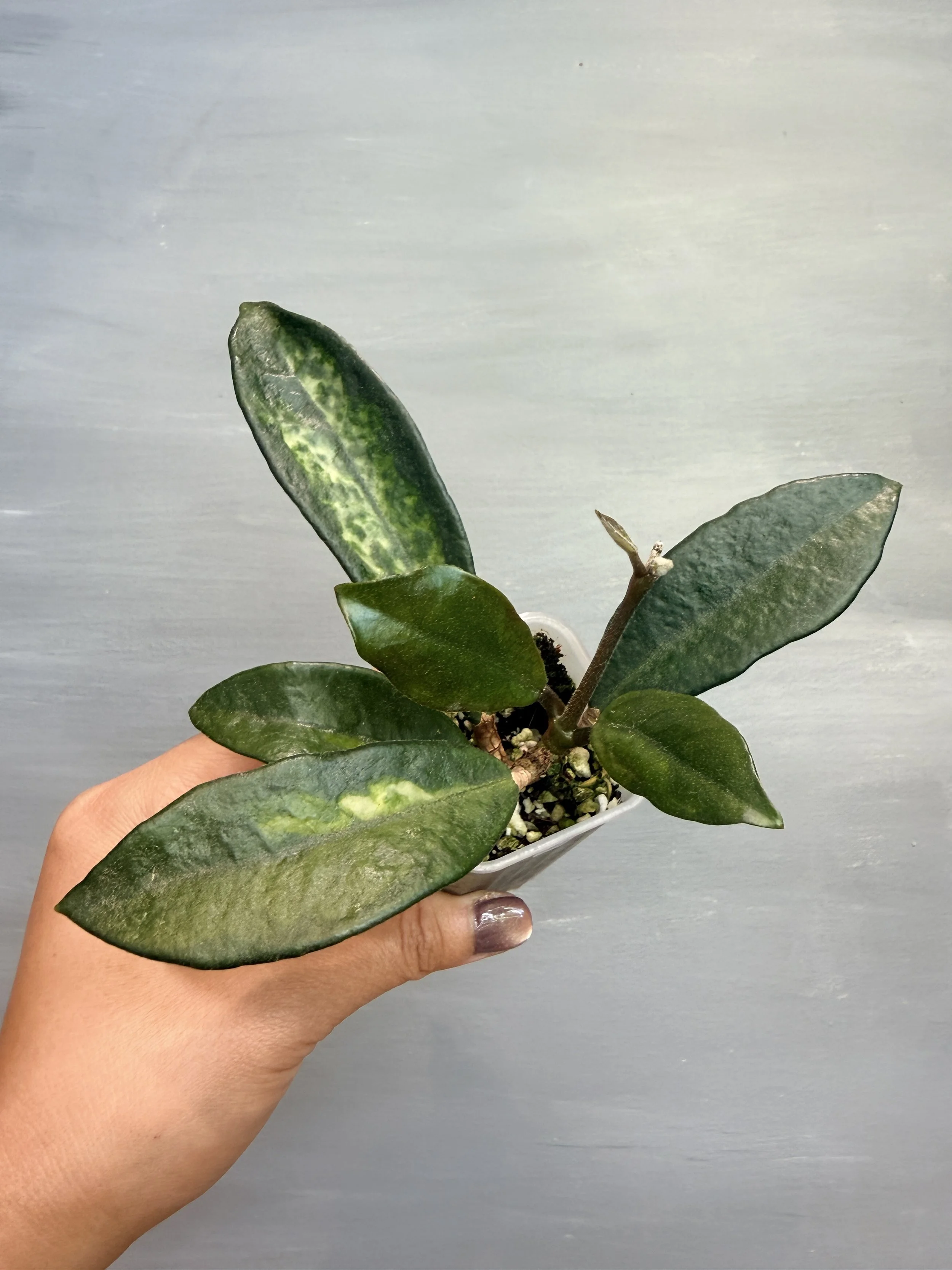 Hoya carnosa ‘Madara Green Edge’ PSP-153