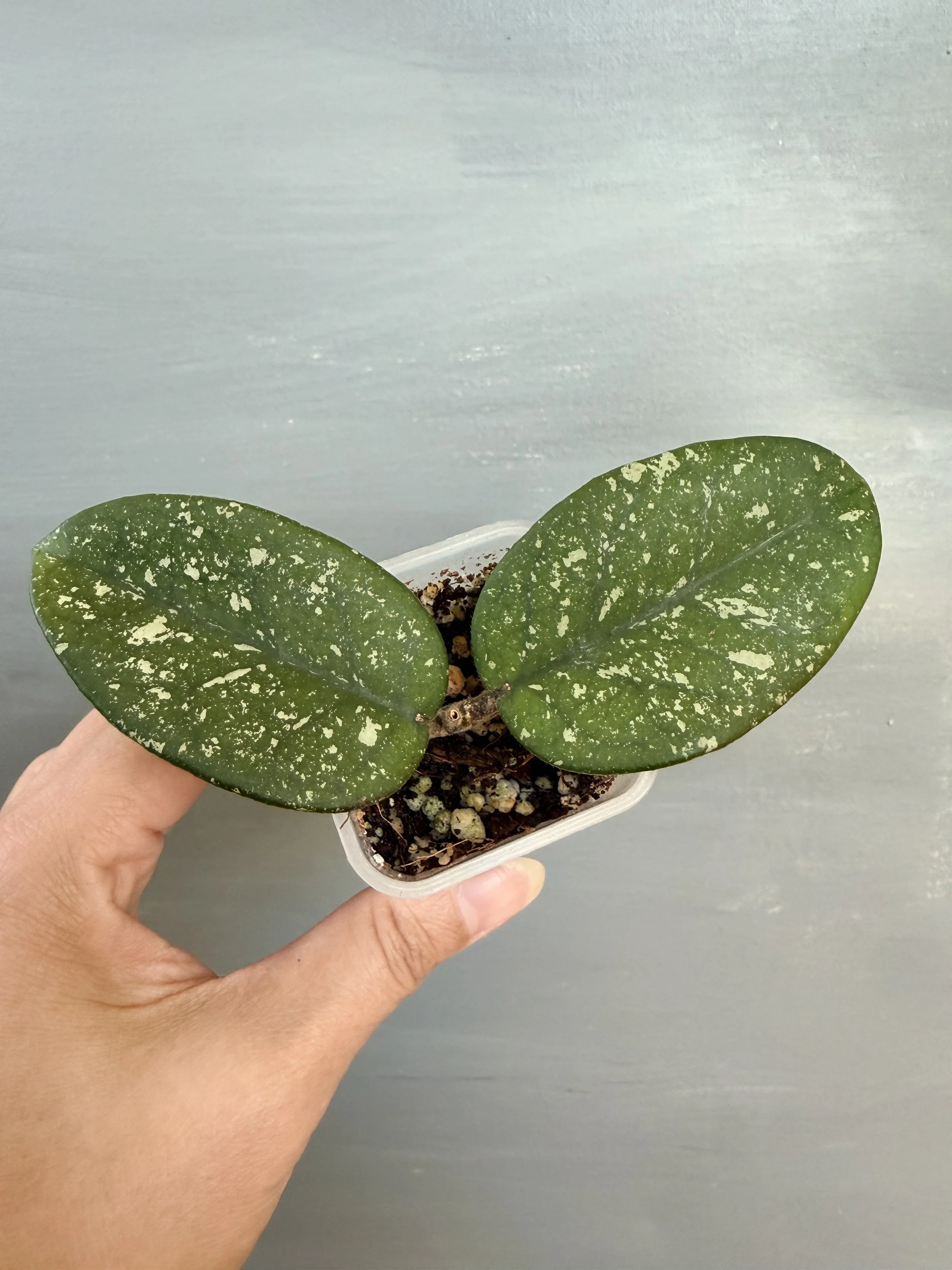 Hoya bonnii Splash PSP-357