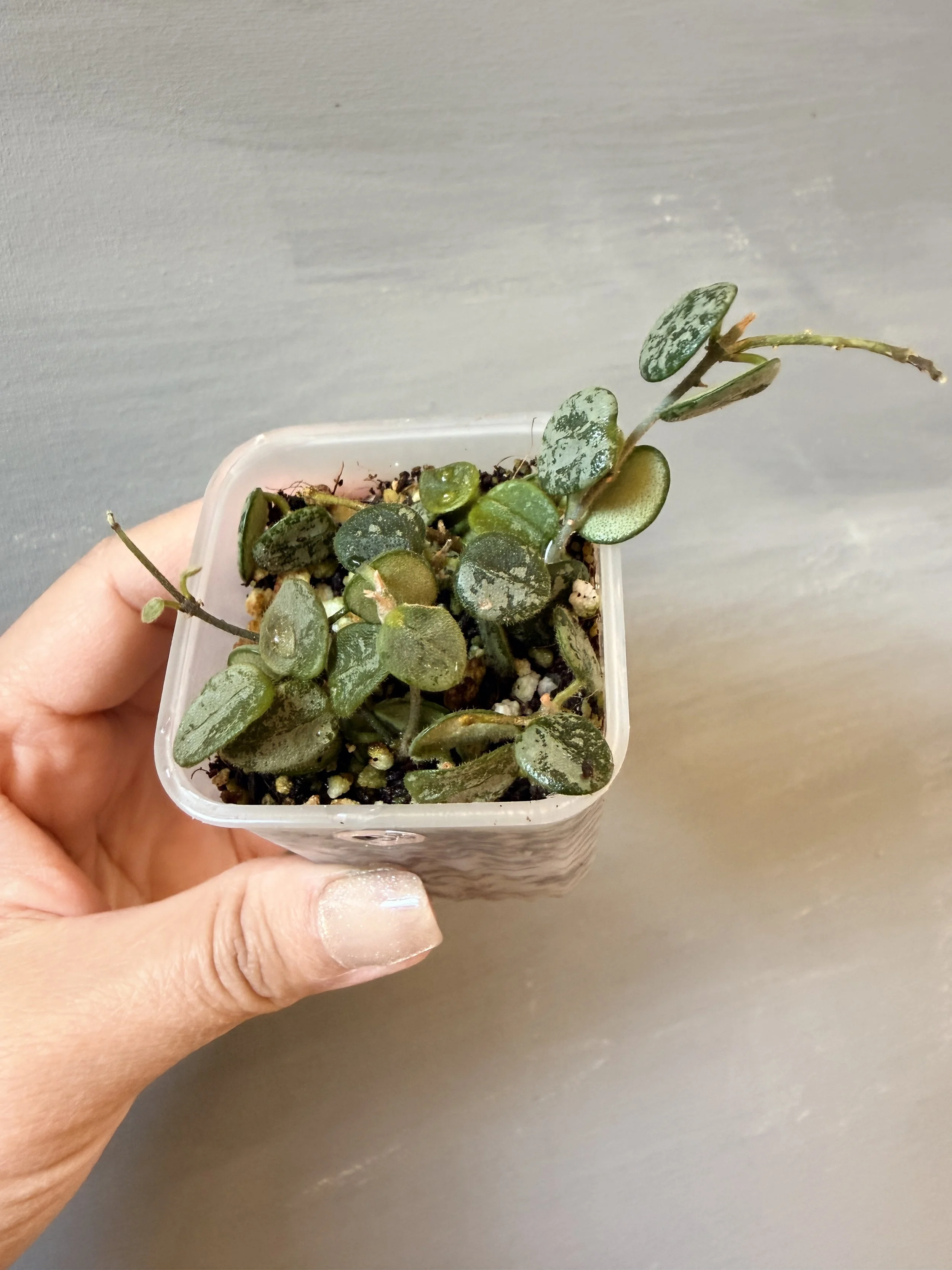 Hoya serpens Splash/Silver PSP-138