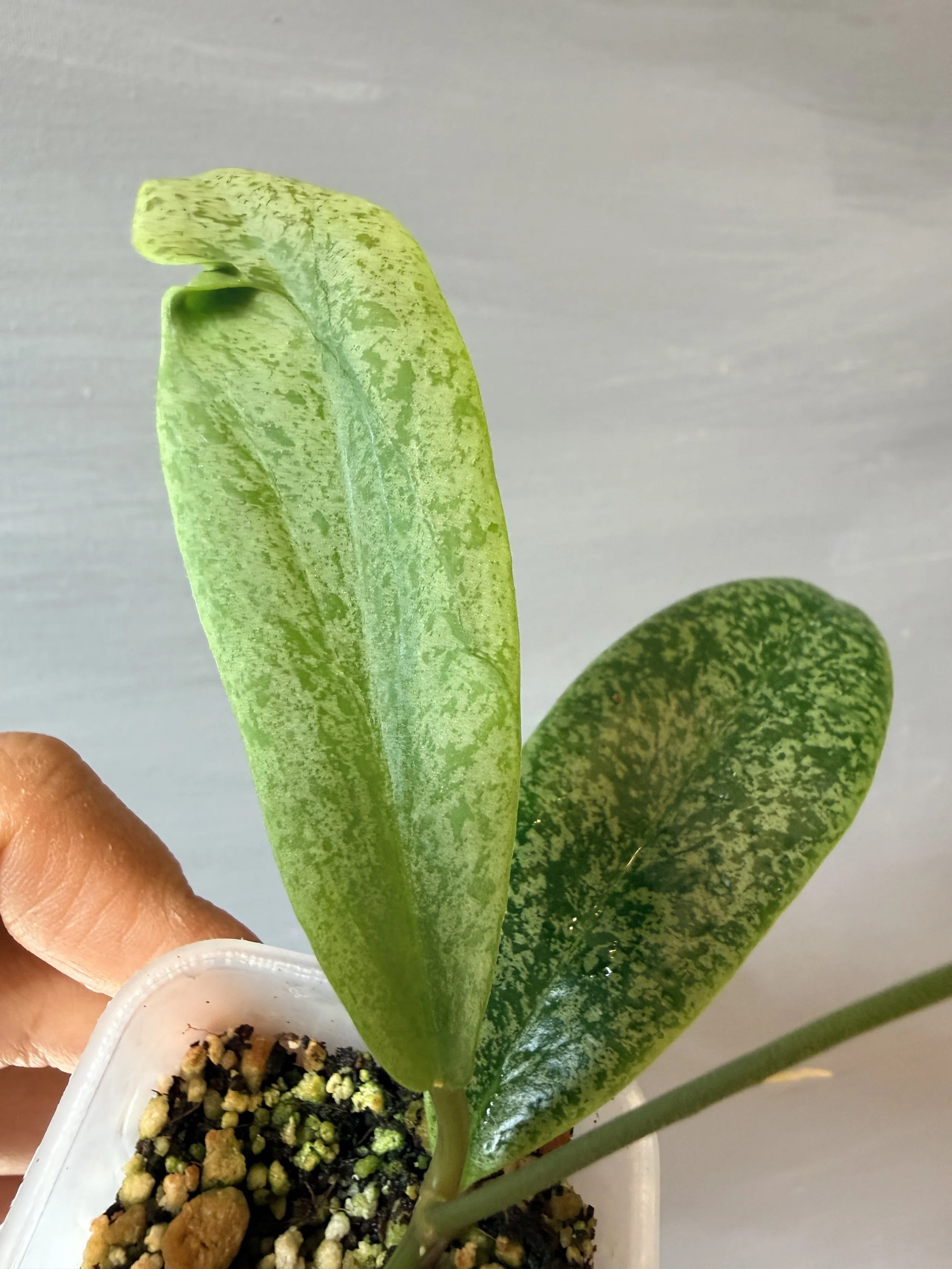 Hoya Jita Silver PSP-98