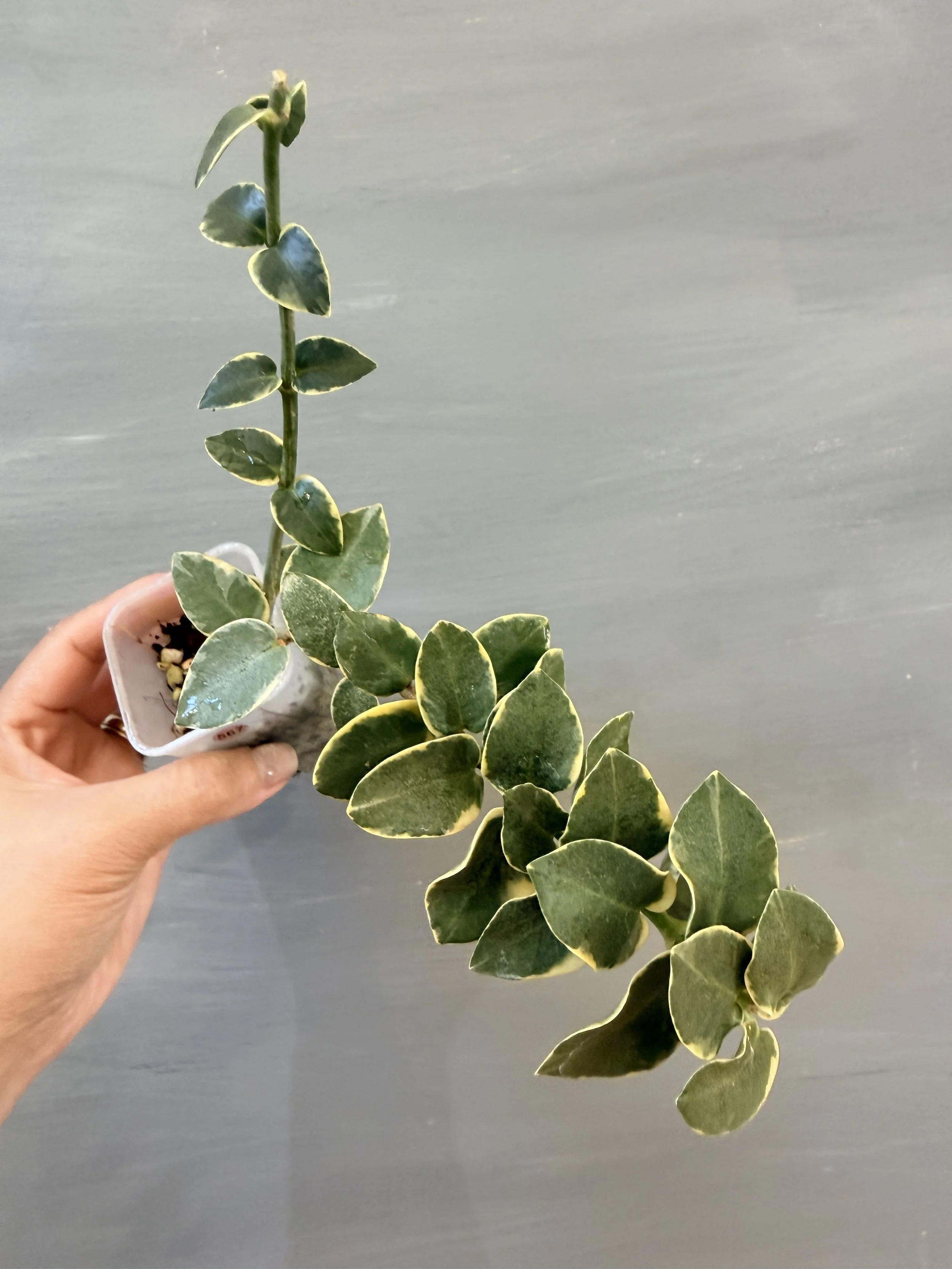 Hoya cummingiana Albo PSP-567