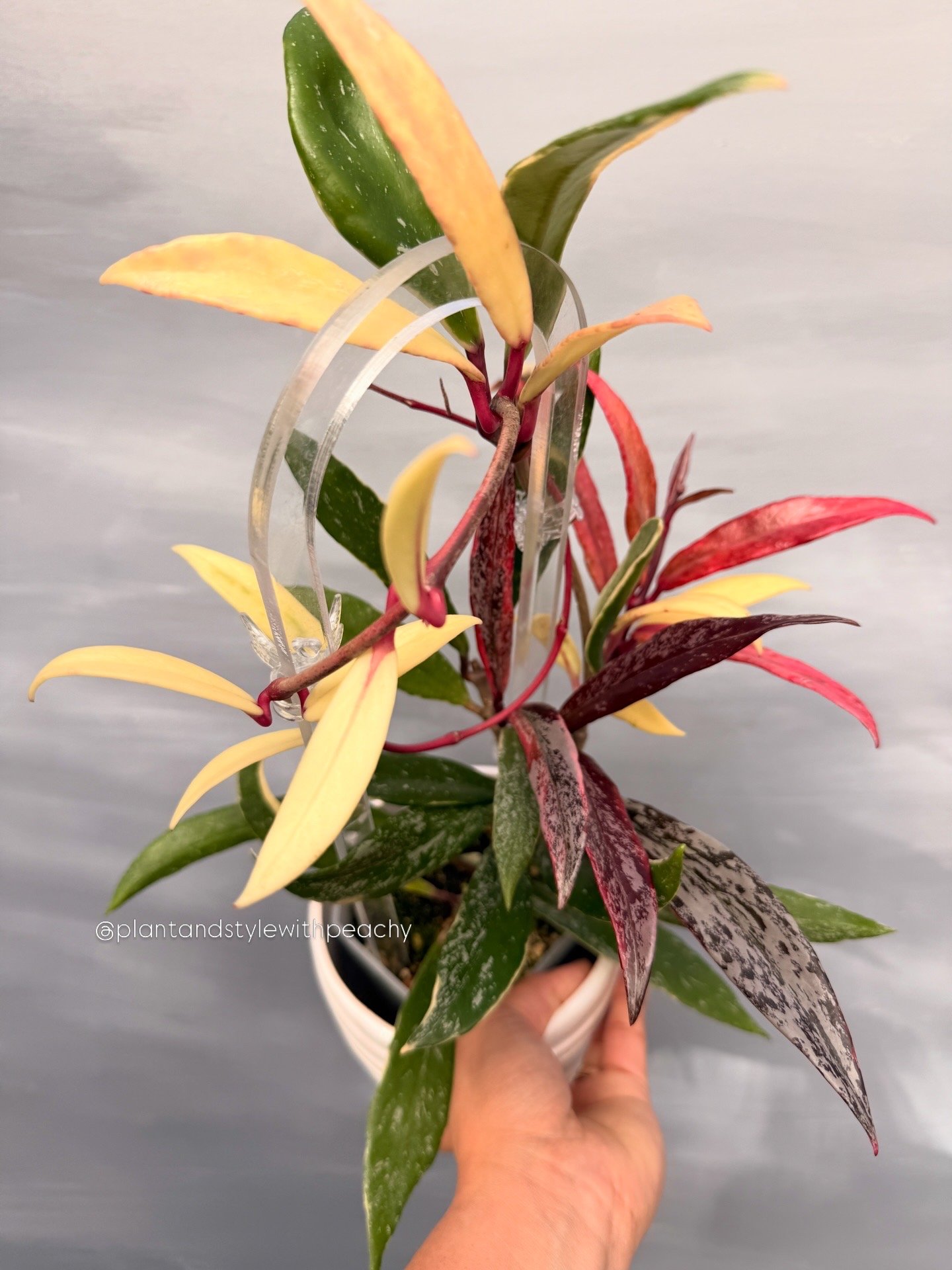 pubicalyxrhpalbosplash3.JPG