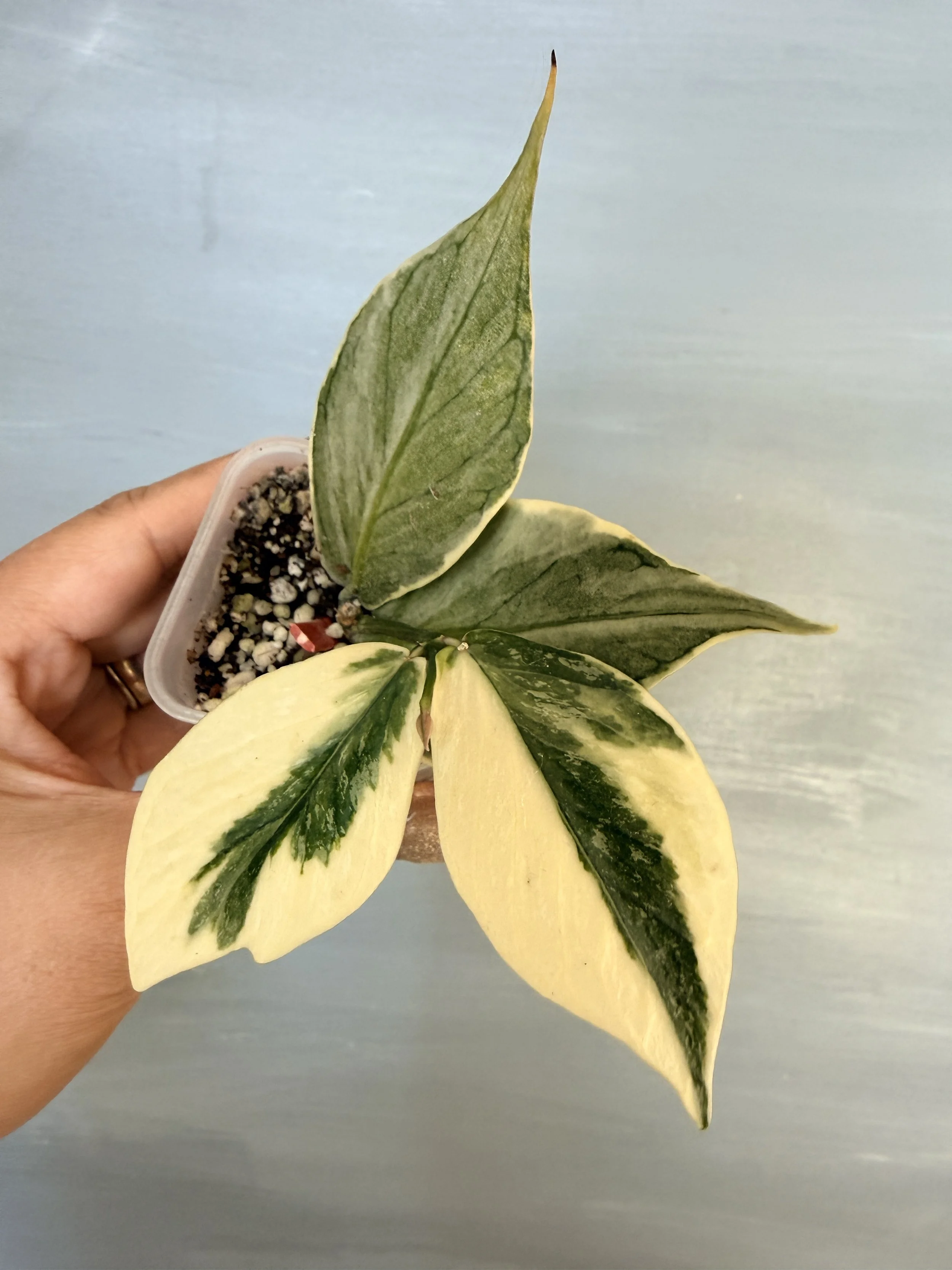 Hoya polyneura ‘Jasminka’ PSP-420