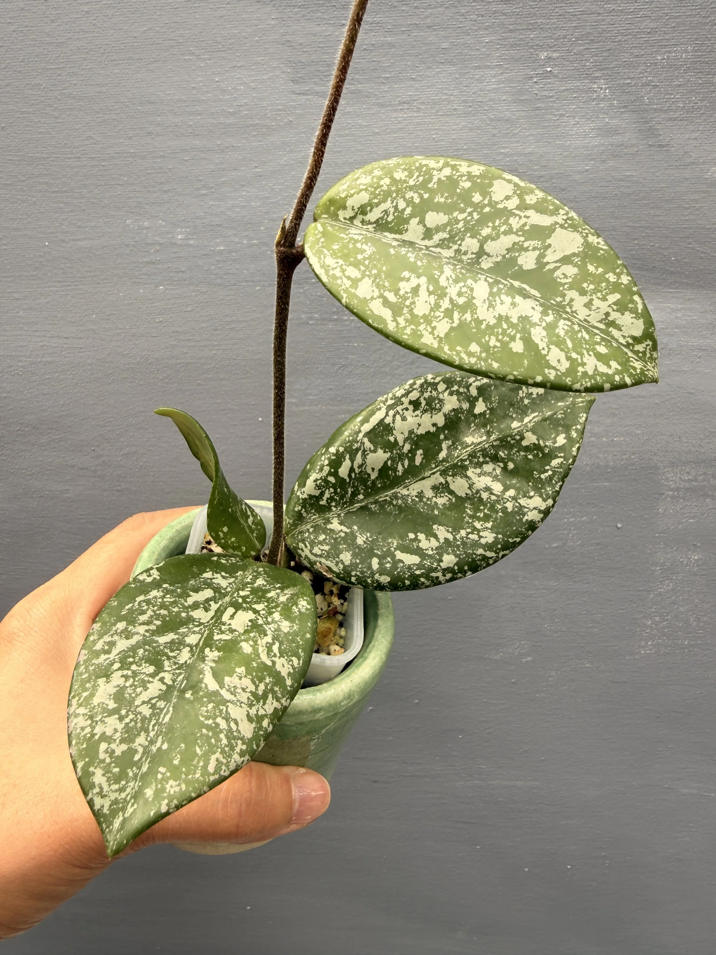 Hoya carnosa ‘Freckles Splash’ PSP-213