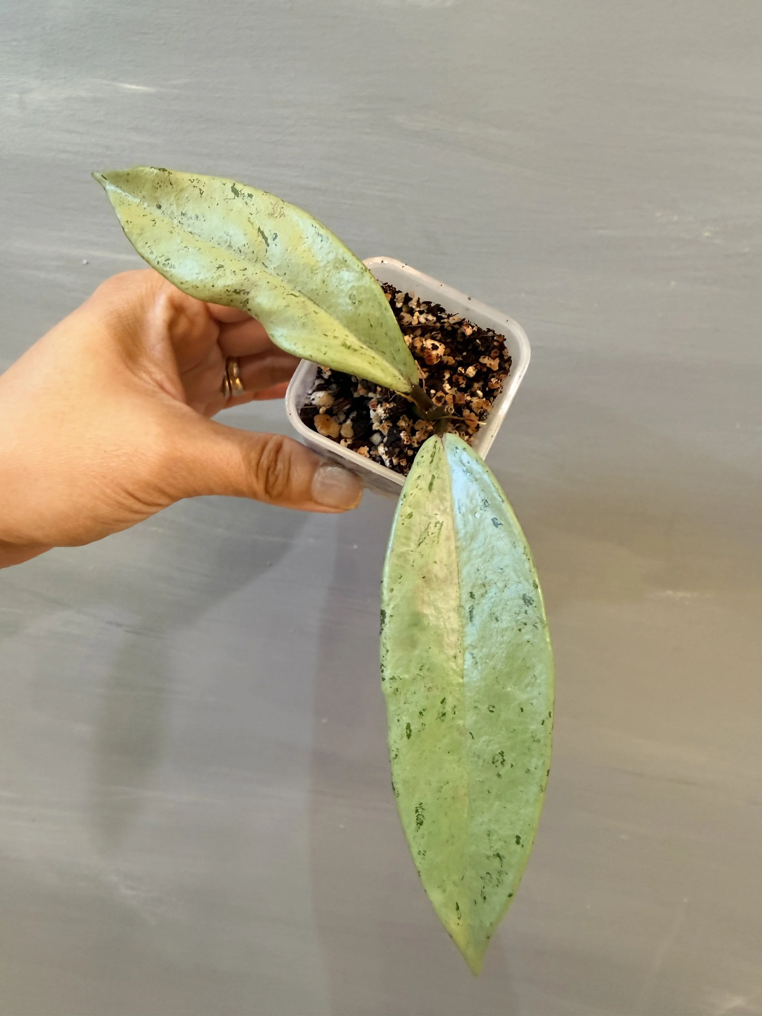 Hoya pubicalyx ‘Pink Silver Ghost’ PSP-580
