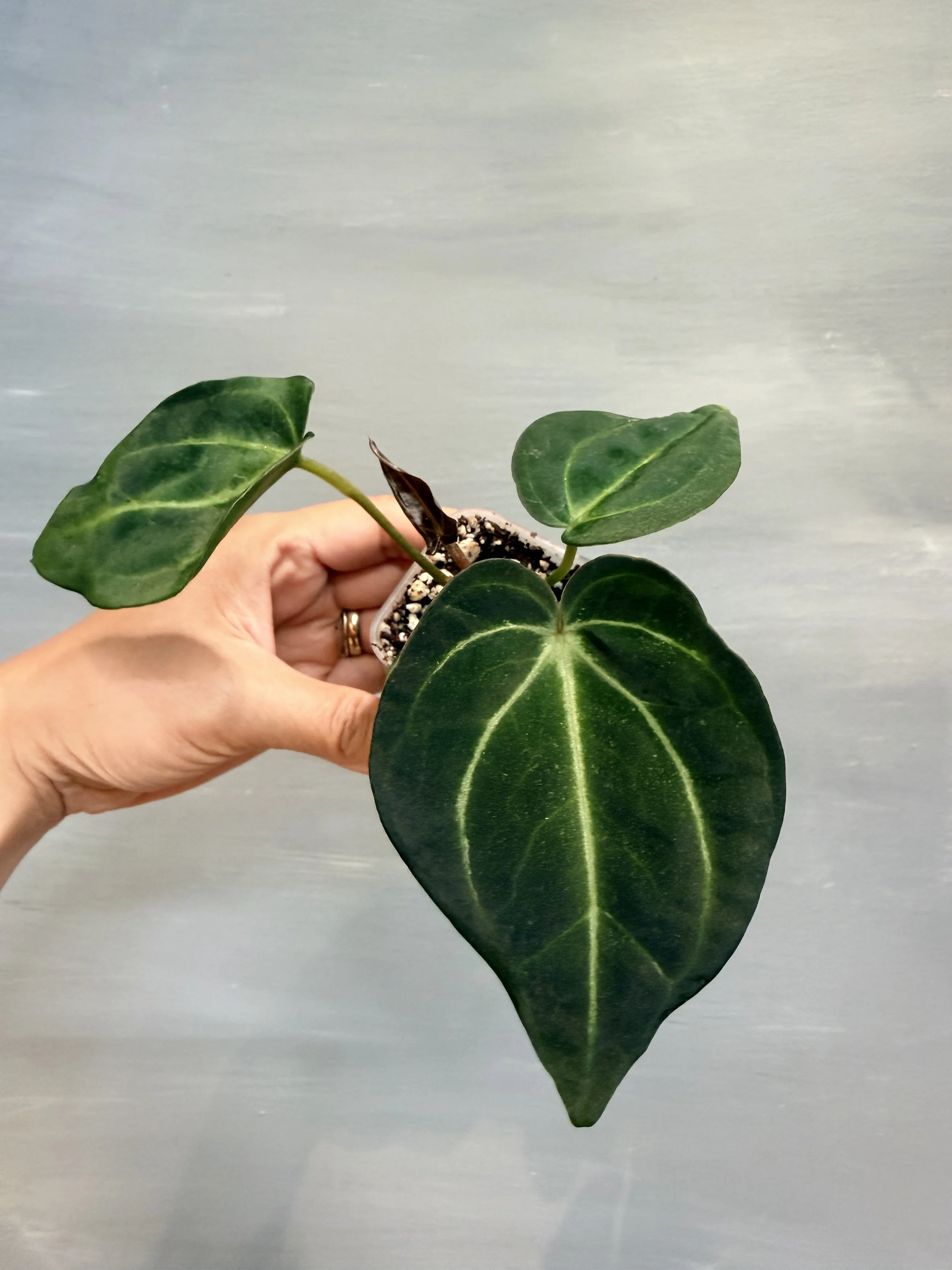Anthurium ‘Midnight Blush’— First Release   PSP-289