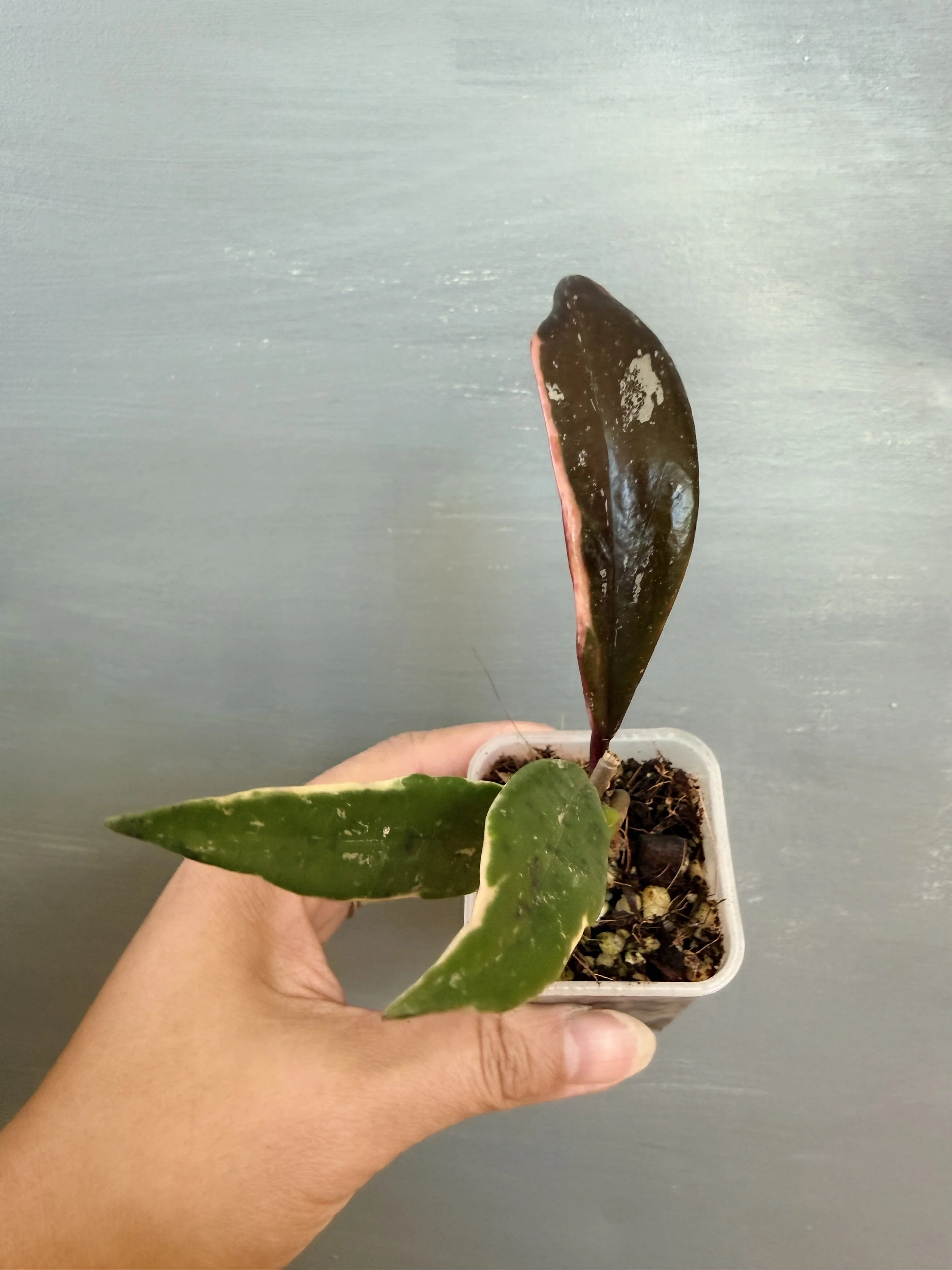 Hoya pubicalyx ‘Royal Hawaiian Purple’ Albo Splash PSP-361