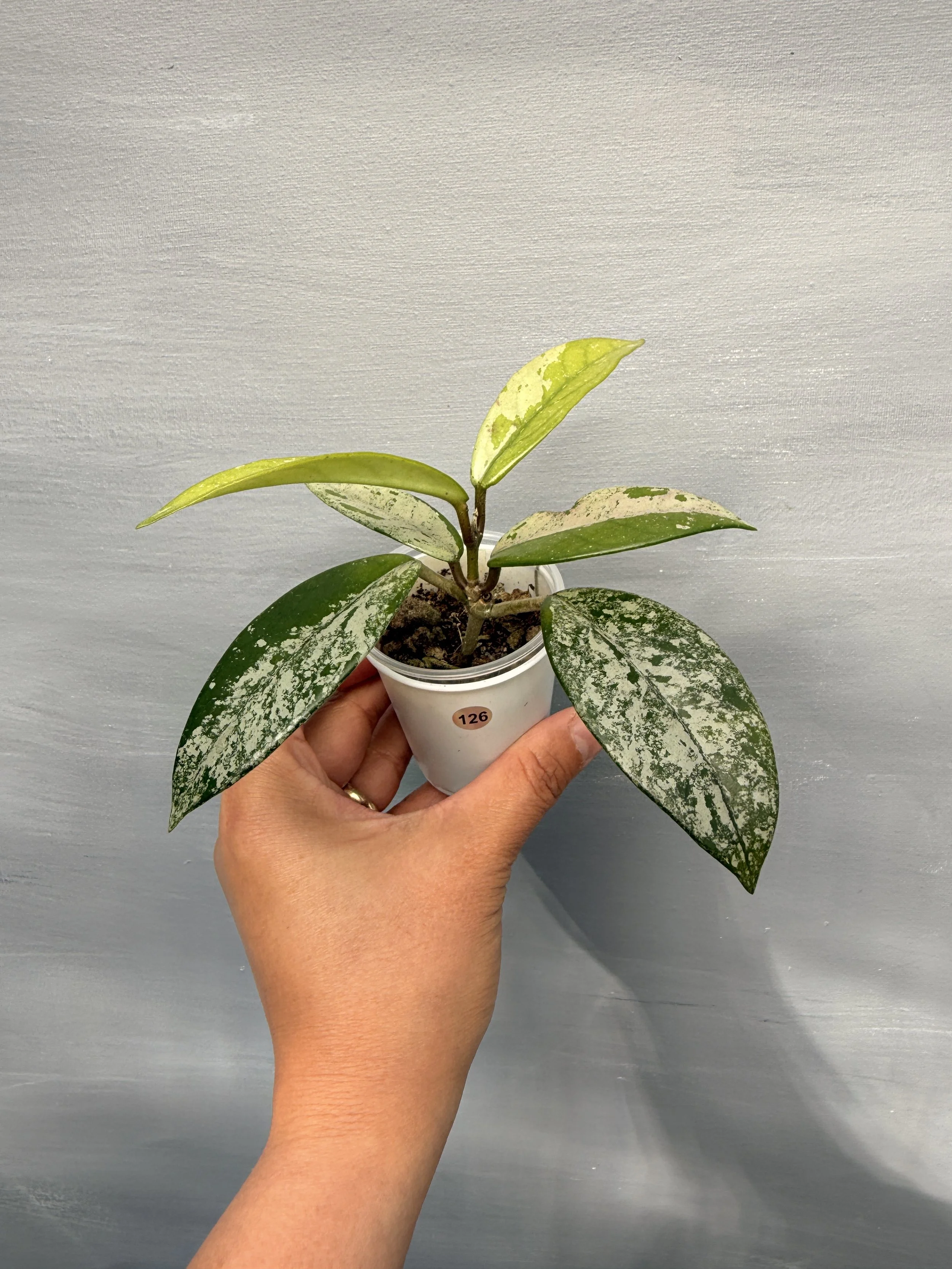 Hoya ‘Wilbur Graves China’ PSP-126