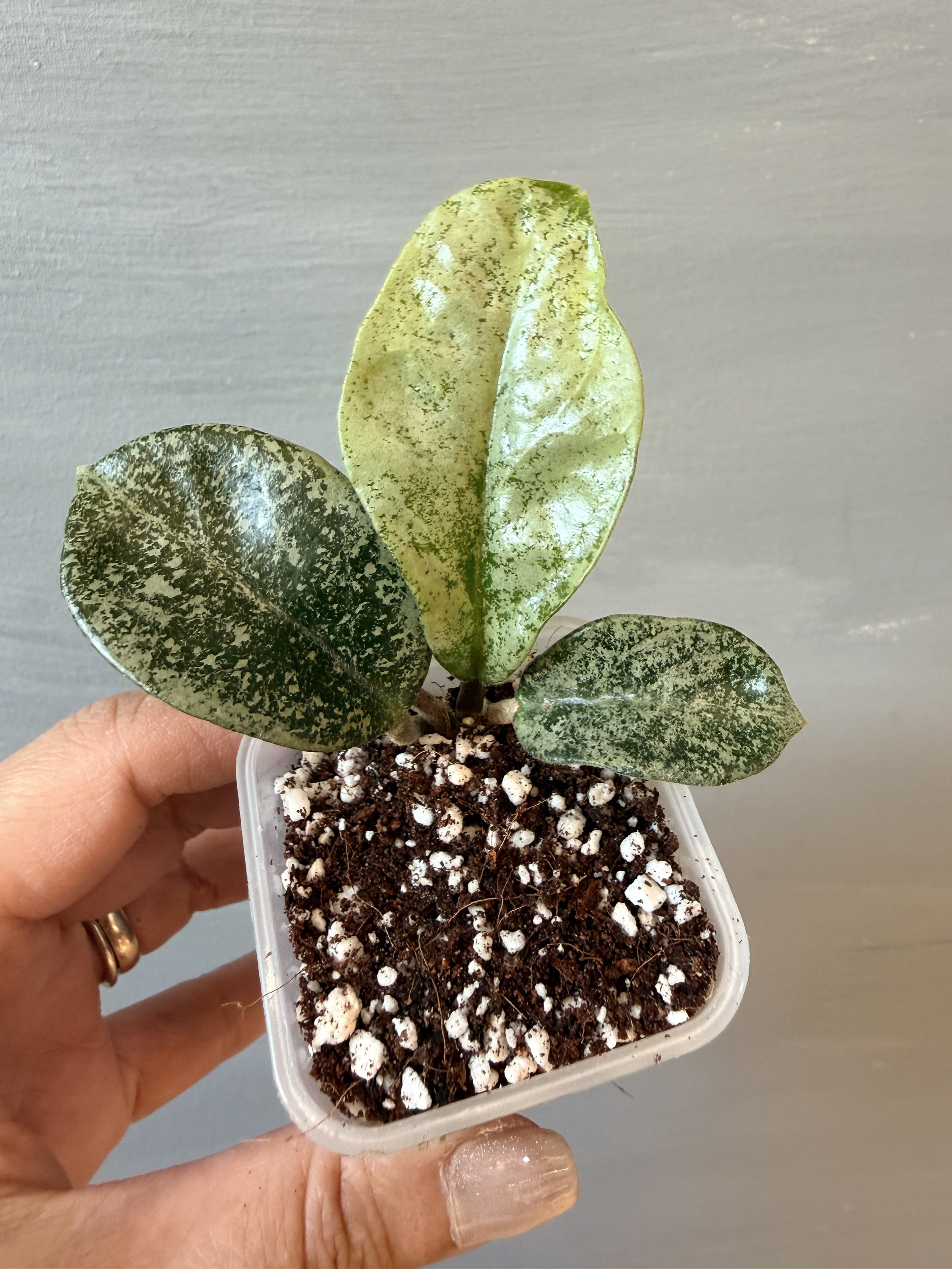 Hoya ‘Nova Ghost’ PSP-100