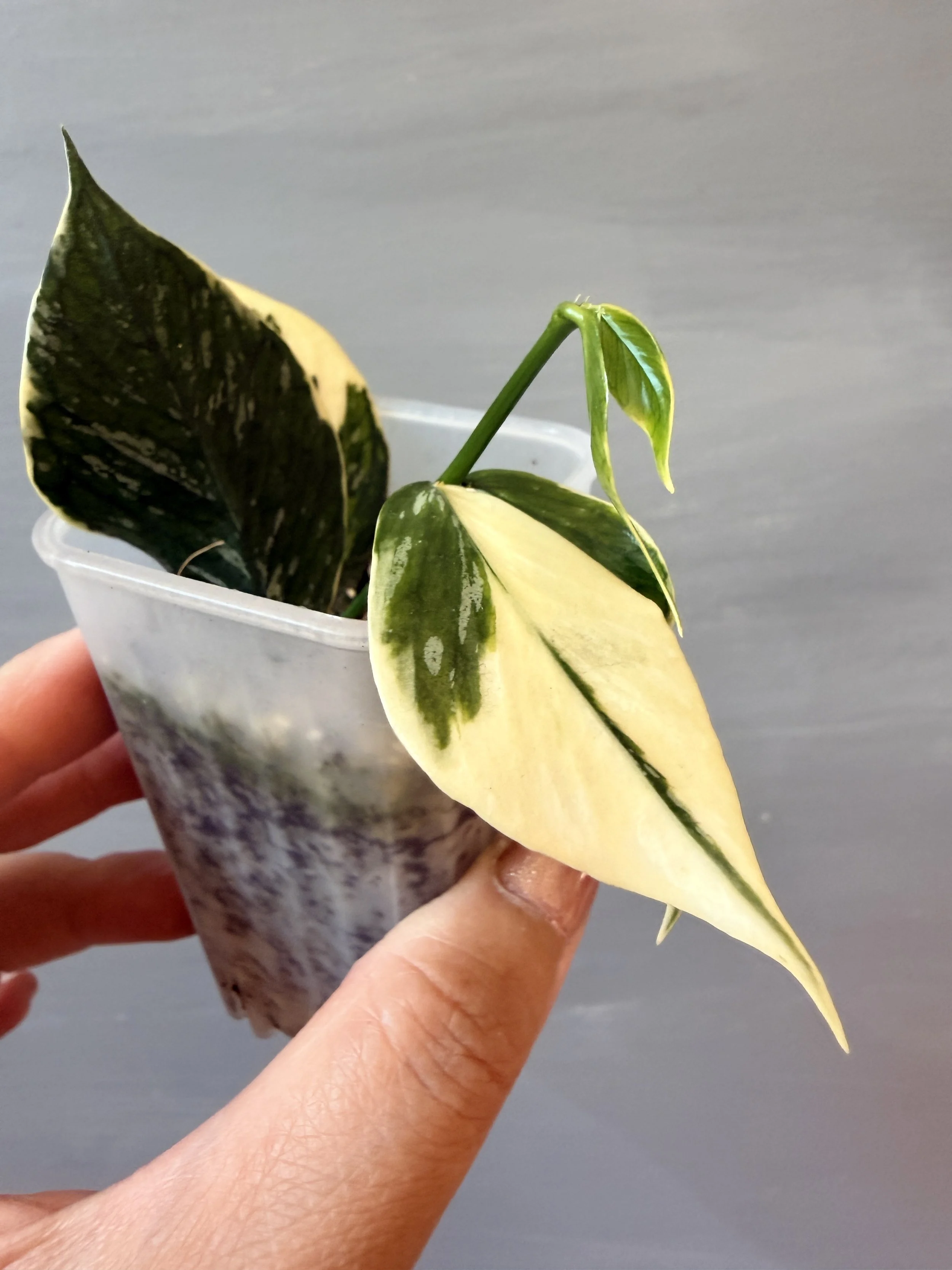 Hoya polyneura 'Jasminka' PSP-490