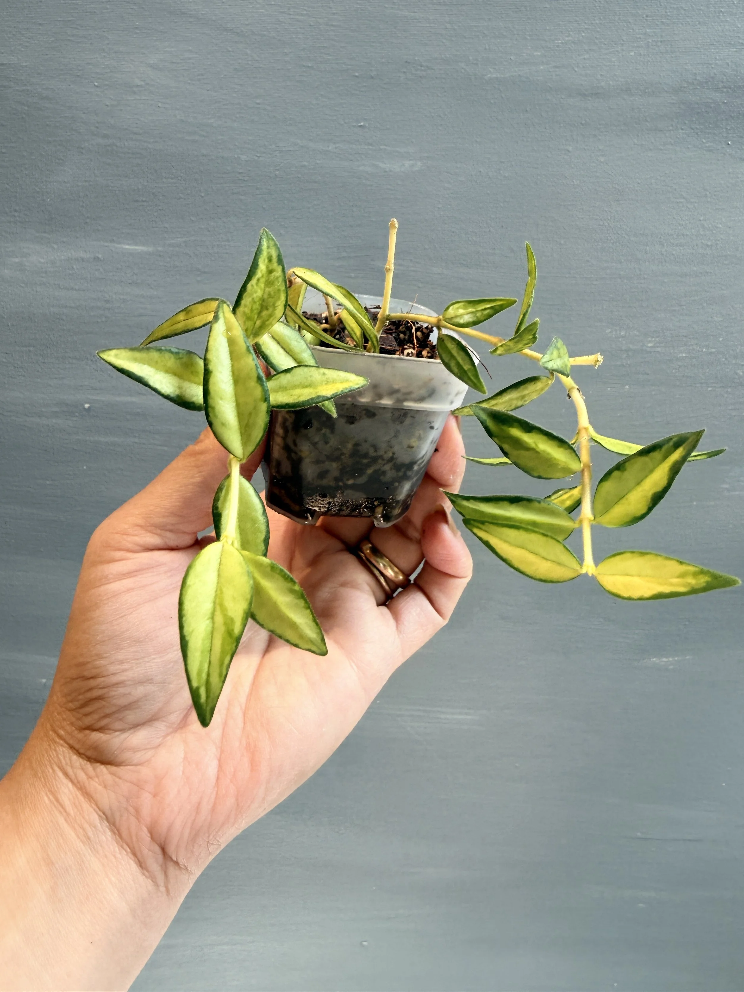 Hoya bella ‘Lida Buis’ PSP-396