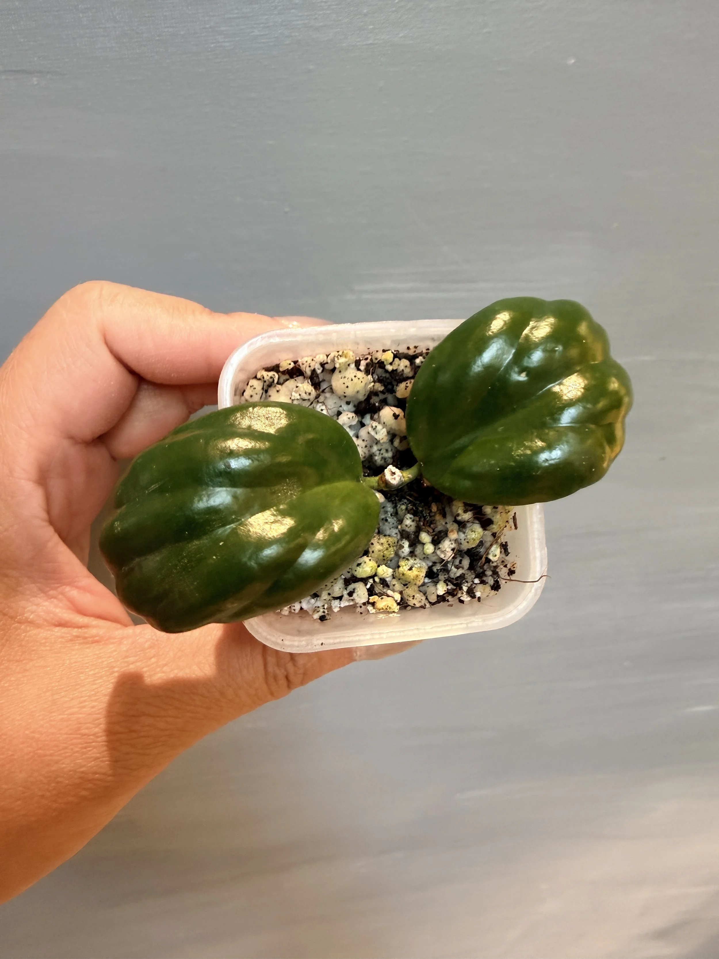 Hoya ‘Clamshell’ (NoID) PSP-453