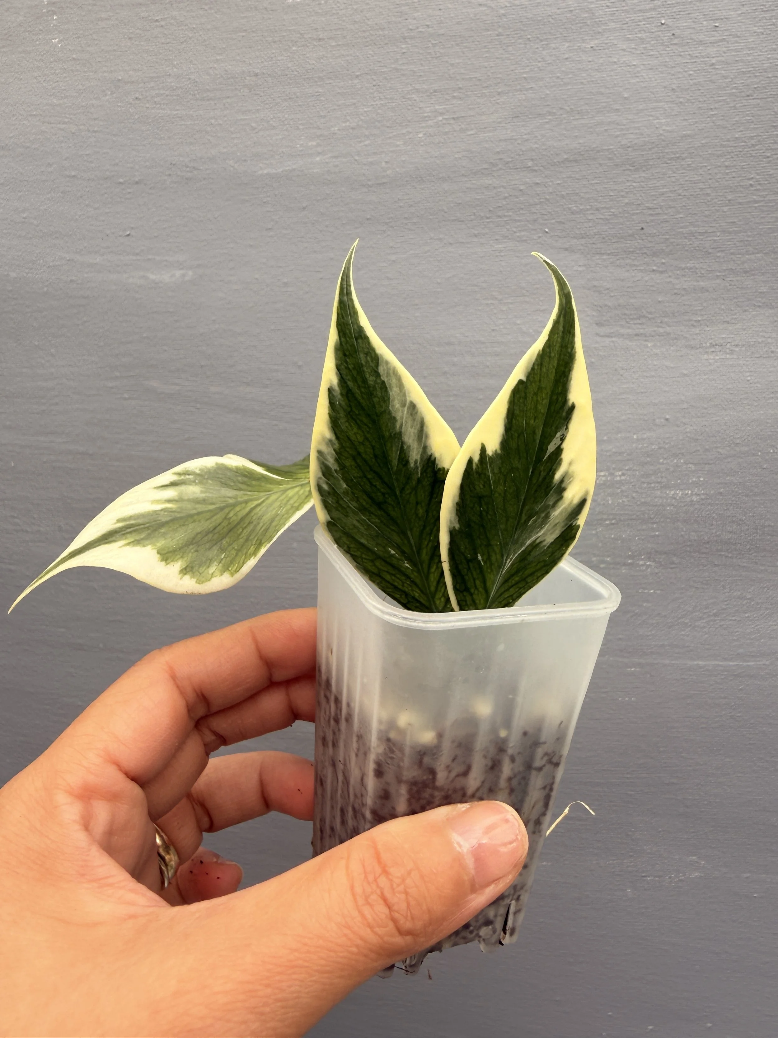 Hoya polyneura Albo PSP-207