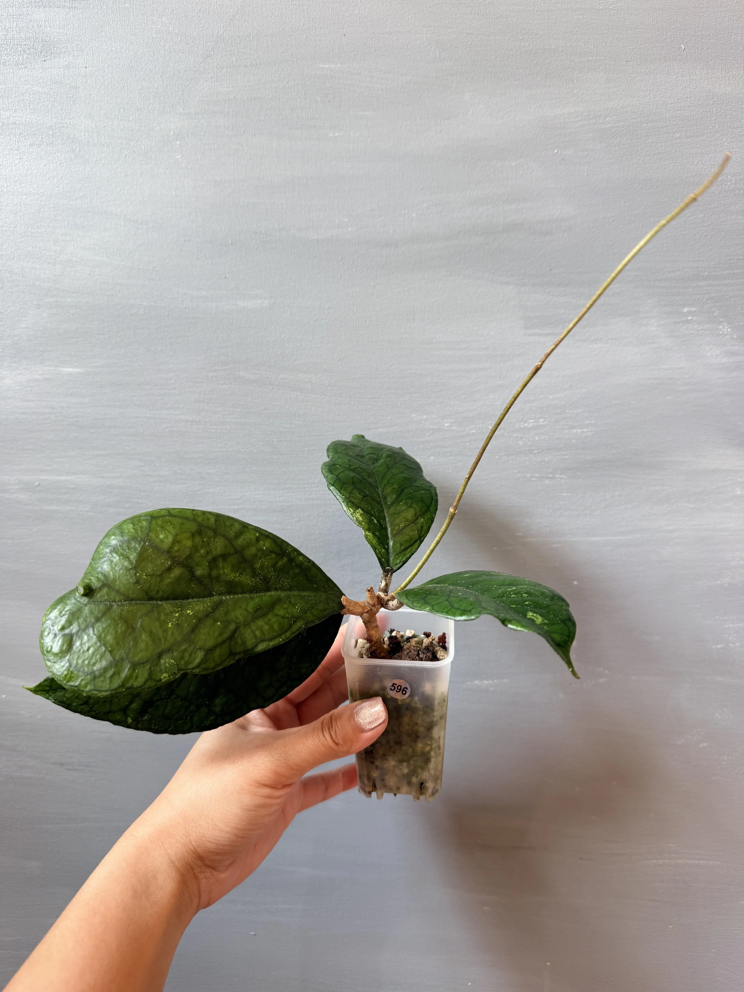 Hoya verticillata ‘Water Drop’ PSP-596