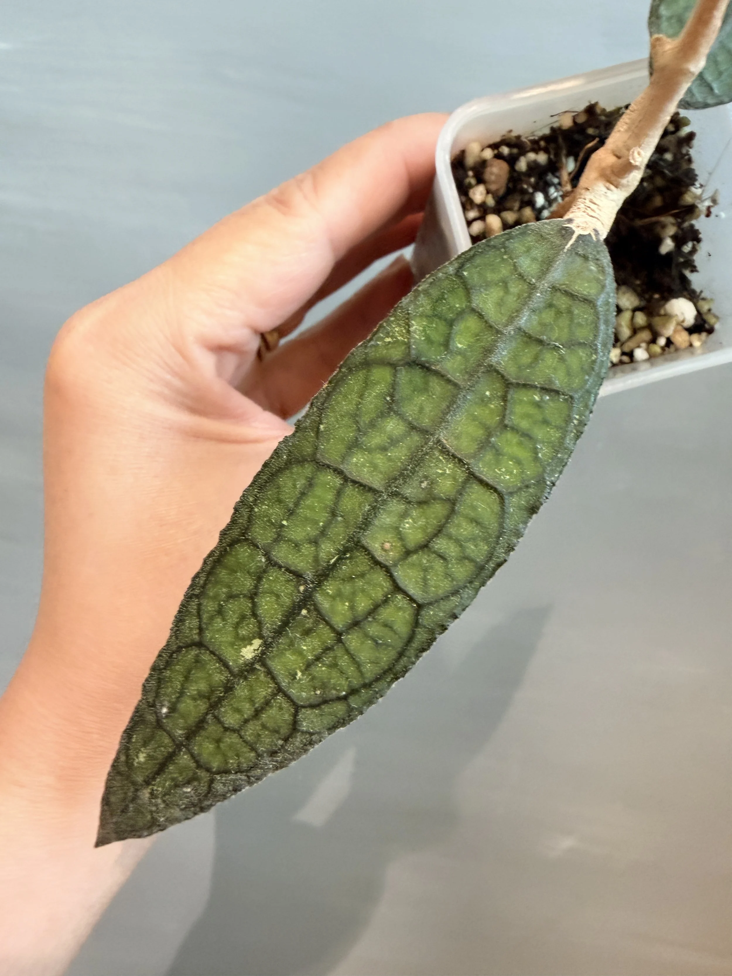 Hoya clemensiorum 'Narrow Form' PSP-264