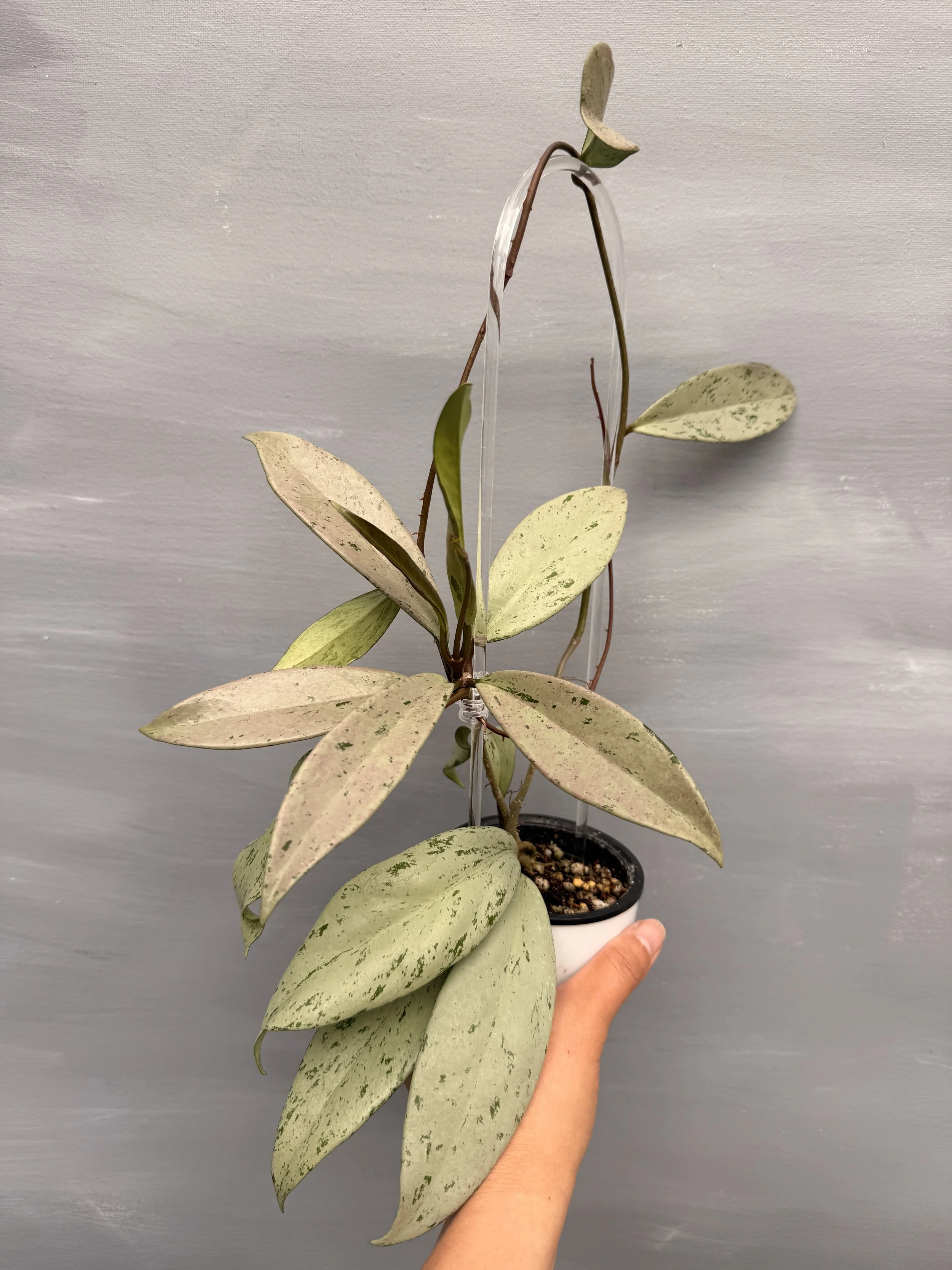 Hoya pubicalyx ‘Pink Silver Ghost’ PSP-89